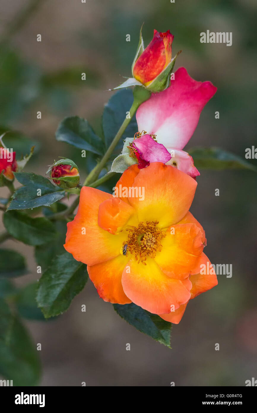 Roses rouges et orange Banque D'Images