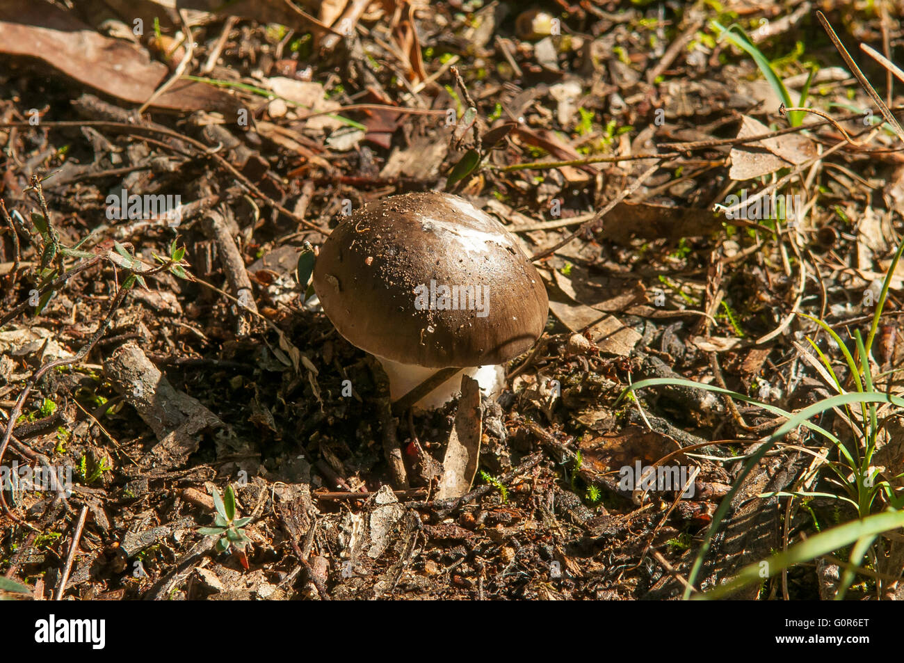 Austroboletus lacunosus, dans la flore, Willam Baluk South Belgrave, Victoria, Australie Banque D'Images