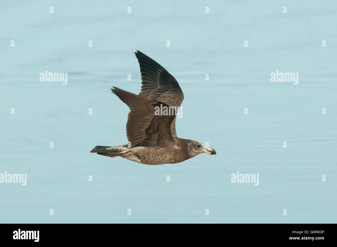 Le jeune, Larus pacificus, en vol, FORREST CITY, Phillip Island, Victoria, Australie Banque D'Images