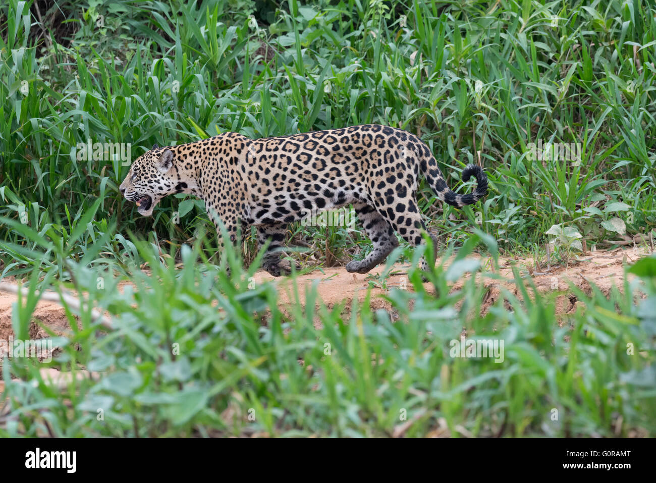 Jaguar (Panthera onca), Cuiaba river, Pantanal, Mato Grosso, Brésil Banque D'Images