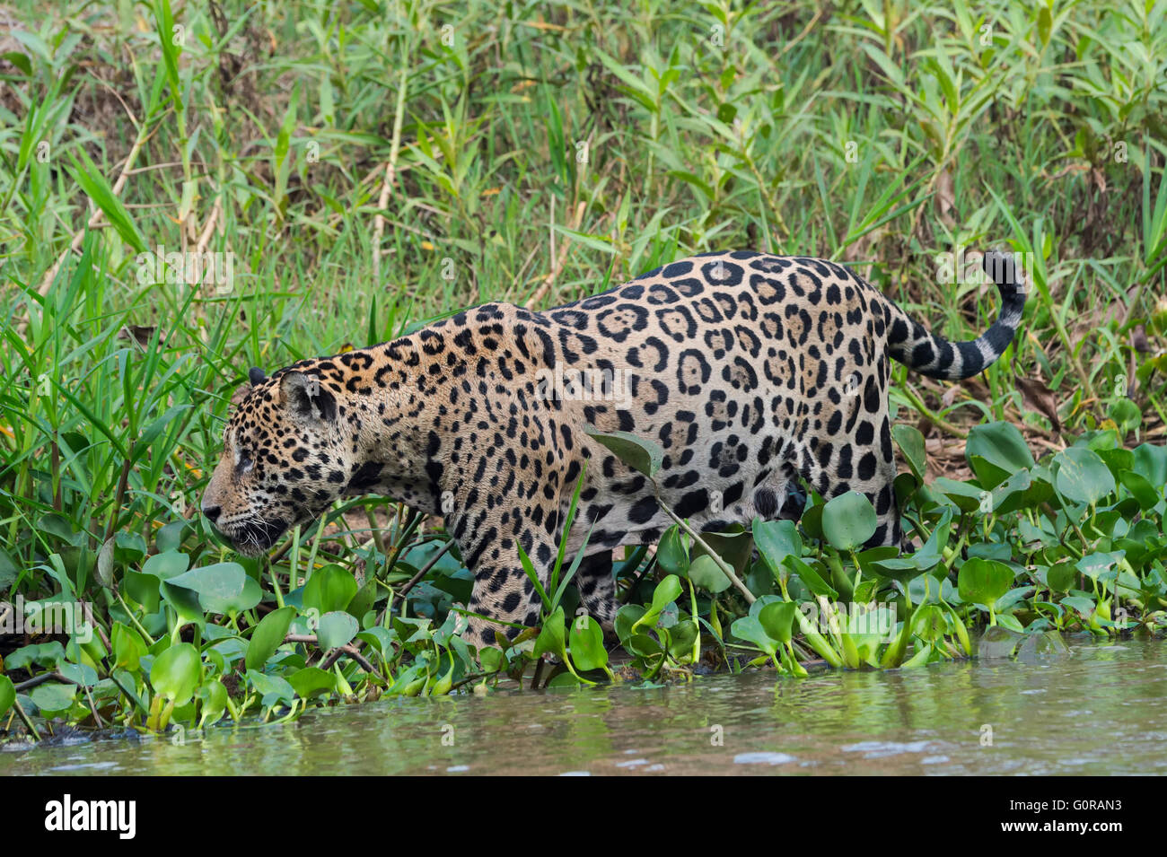 Jaguar (Panthera onca) dans l'eau, Cuiaba river, Pantanal, Mato Grosso, Brésil Banque D'Images