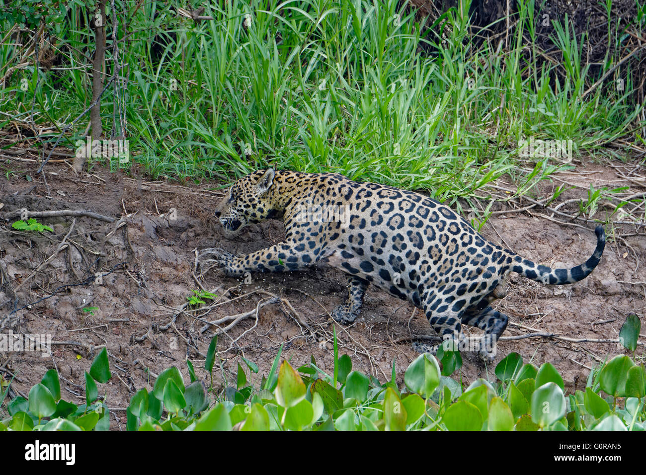 Jaguar (Panthera onca), Cuiaba river, Pantanal, Mato Grosso, Brésil Banque D'Images