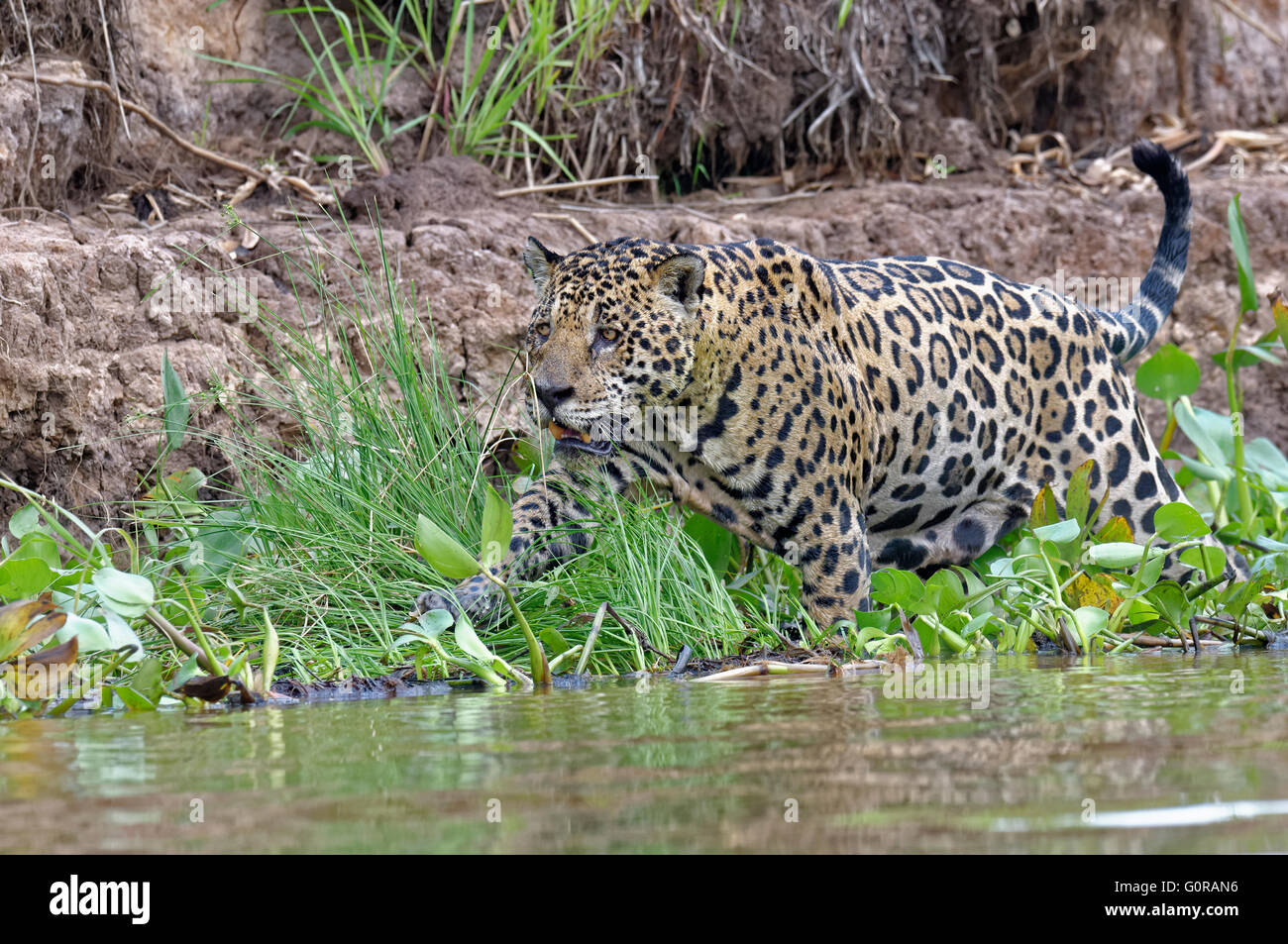 Jaguar (Panthera onca) dans l'eau, Cuiaba river, Pantanal, Mato Grosso, Brésil Banque D'Images