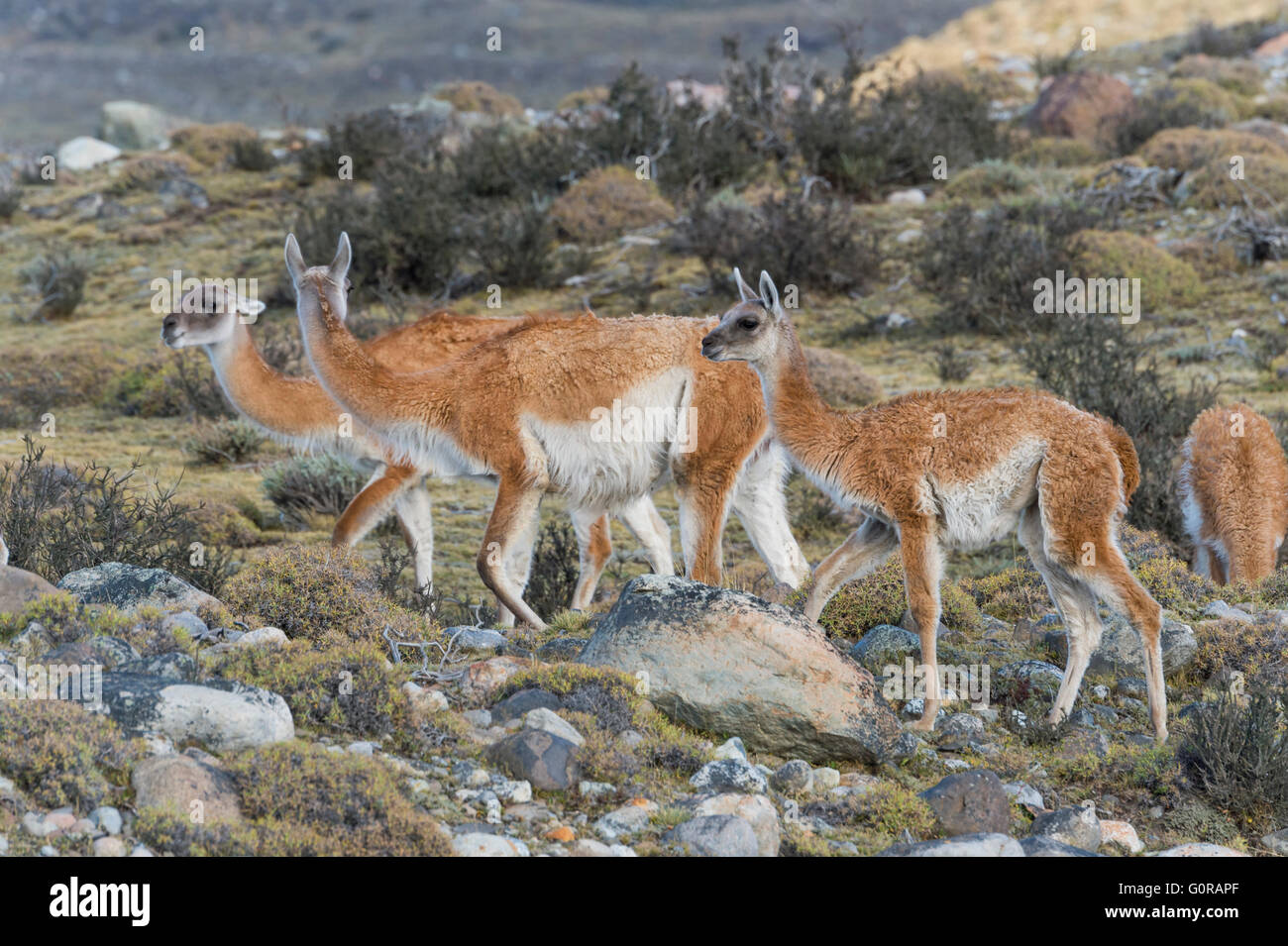 Groupe de guanacos (Lama guanicoe) dans la steppe, Parc National Torres del Paine, Patagonie chilienne, Chili Banque D'Images