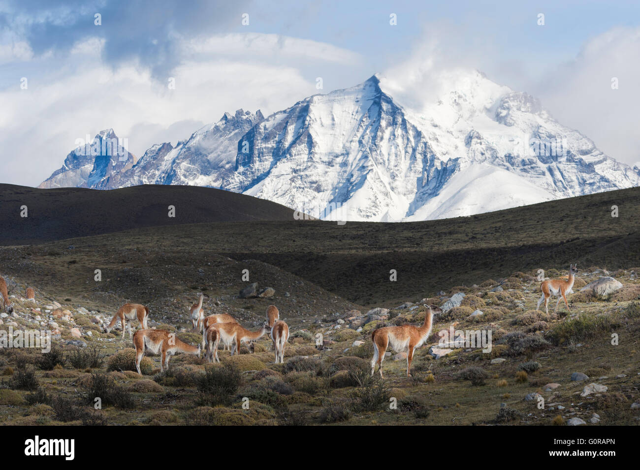 Guanacos (Lama guanicoe) sur une crête en face de montagnes couvertes de neige, Parc National Torres del Paine, Patagonie chilienne, Chili Banque D'Images