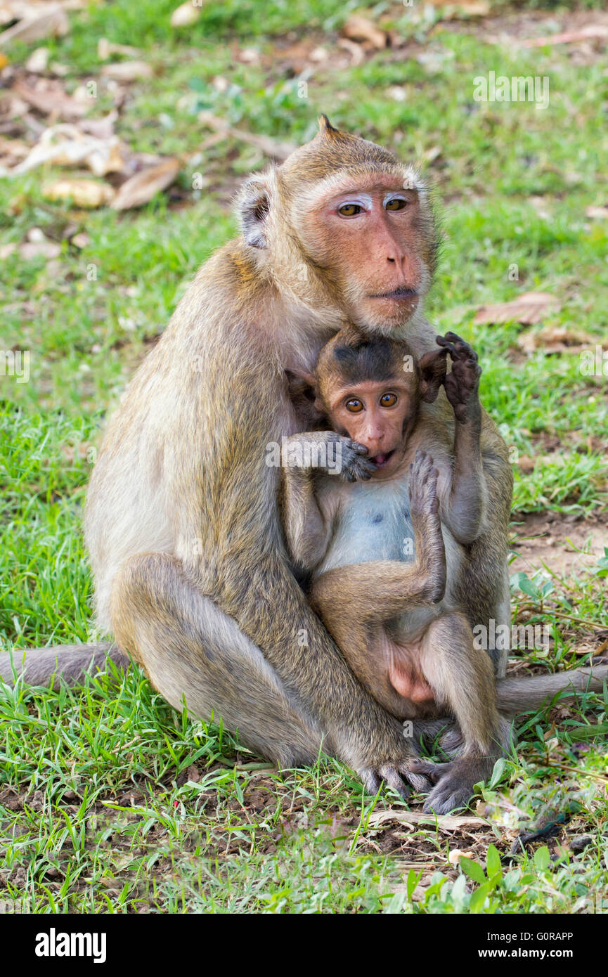 Macaque à longue queue ou de crabe-eating Macaque (Macaca fascicularis), la mère et les jeunes, en Thaïlande, en Asie Banque D'Images