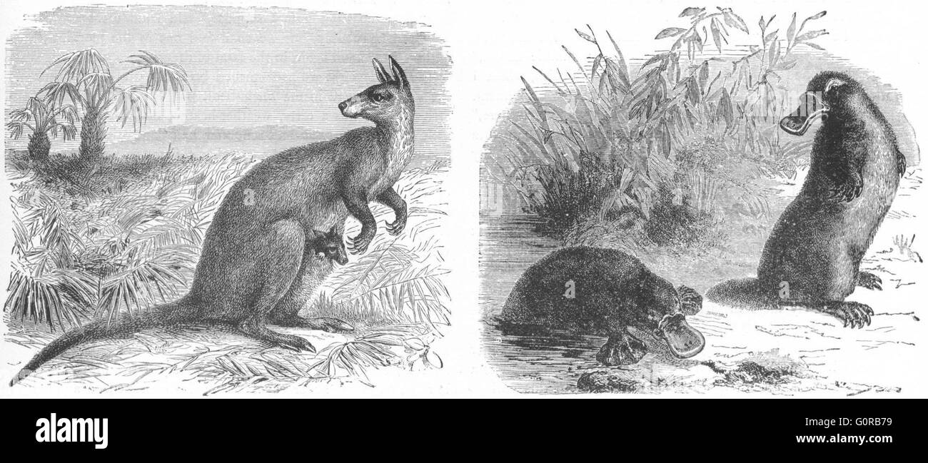 L'AUSTRALIE : Kangaroo ; Ornithorhynchus paradoxus, antique print 1880 Banque D'Images