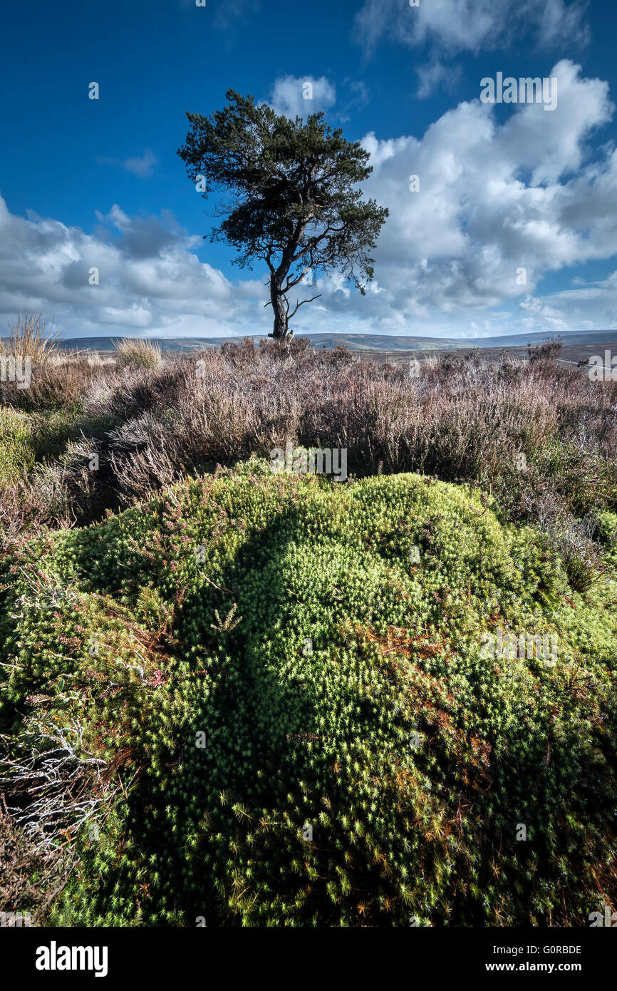 Lone Pine, Commondale Moor, North York Moors National Park Banque D'Images