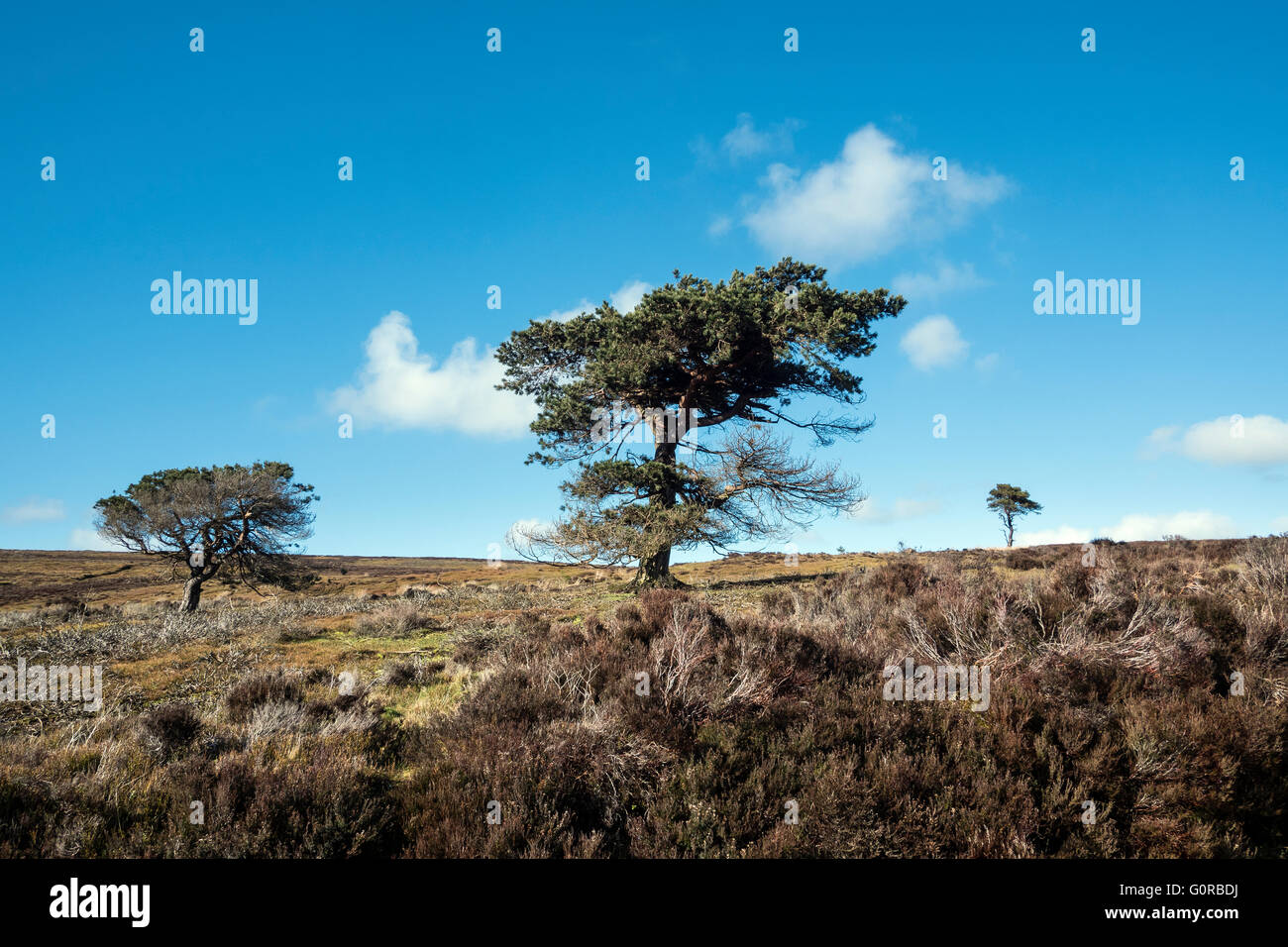 Trois pins solitaires, Commondale Moor, North York Moors National Park Banque D'Images