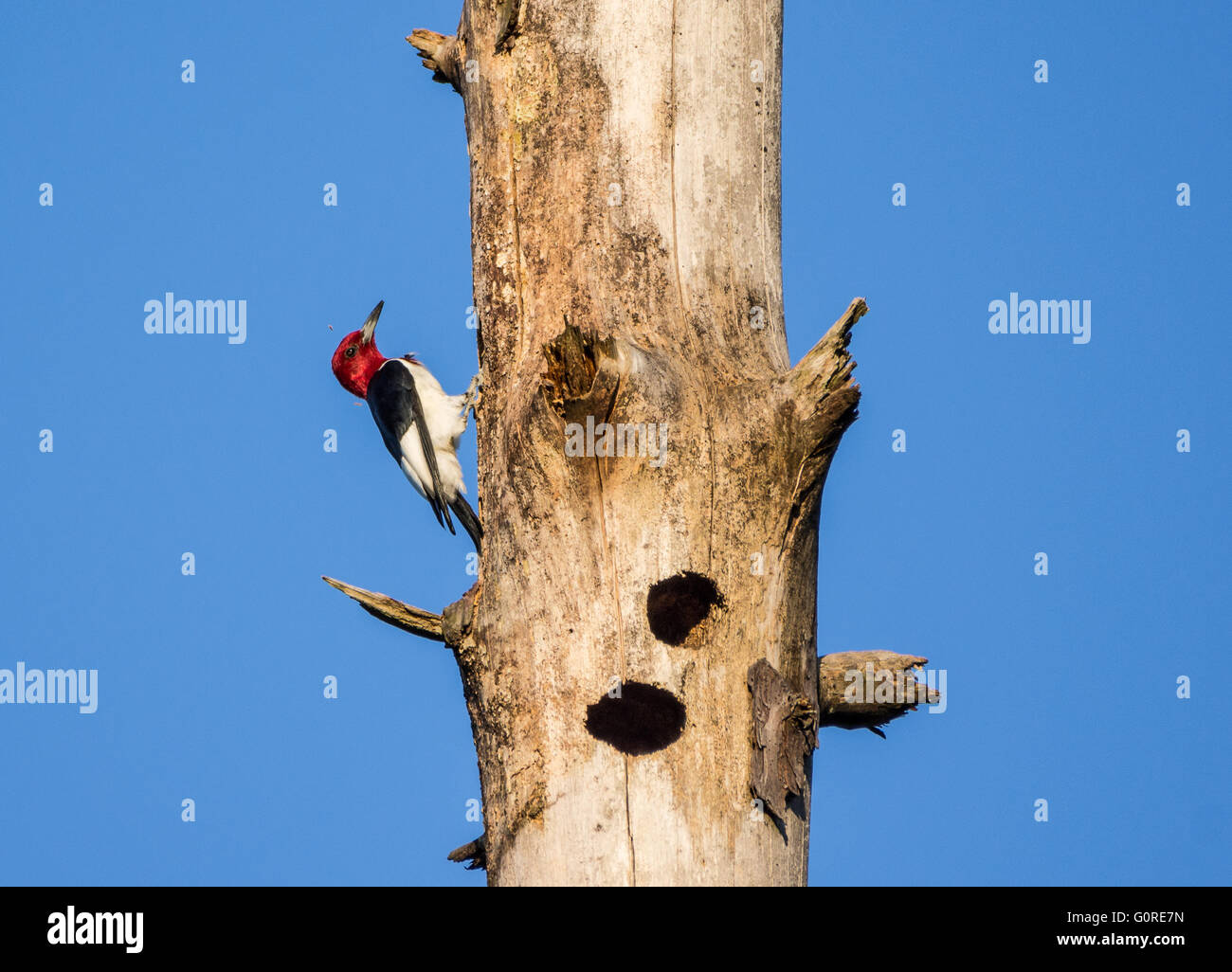 Un beau pic à tête rouge (Melanerpes erythrocephalus) forer un trou de nidification sur un tronc d'arbre mort. Texas, USA. Banque D'Images