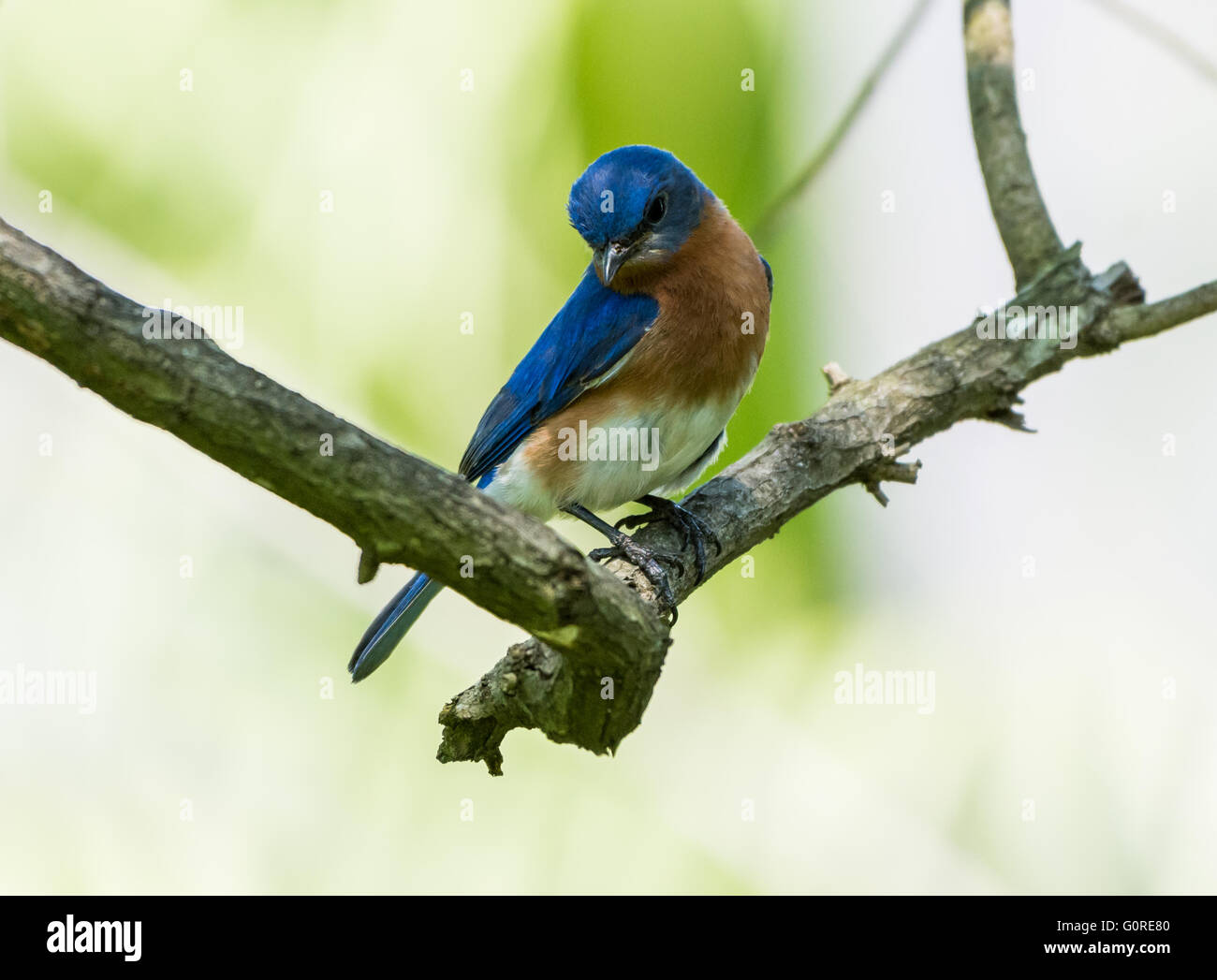 Un Merlebleu de l'Est (Sialia sialis) perché sur une branche. Texas, USA. Banque D'Images