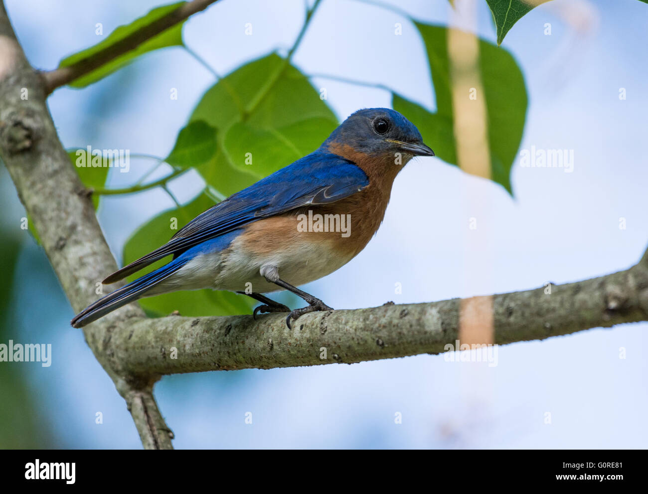 Un Merlebleu de l'Est (Sialia sialis) perché sur une branche. Texas, USA. Banque D'Images