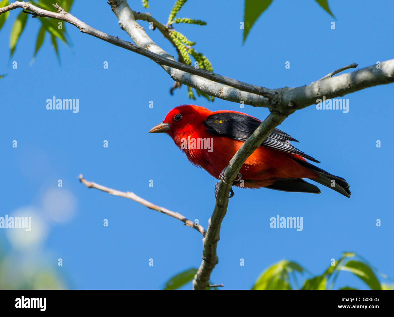 Un Tangara écarlate (Piranga olivacea) perché sur une branche. Île haute, Texas, USA. Banque D'Images