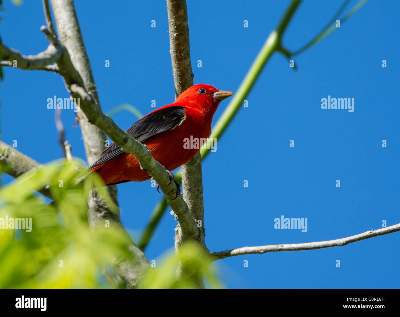 Un Tangara écarlate (Piranga olivacea) perché sur une branche. Île haute, Texas, USA. Banque D'Images