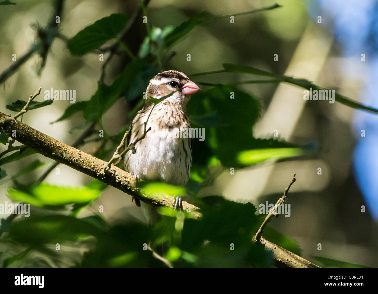 Une femelle Cardinal à poitrine rose (Pheucticus ludovicianus) perché sur une branche. Île haute, Texas, USA. Banque D'Images