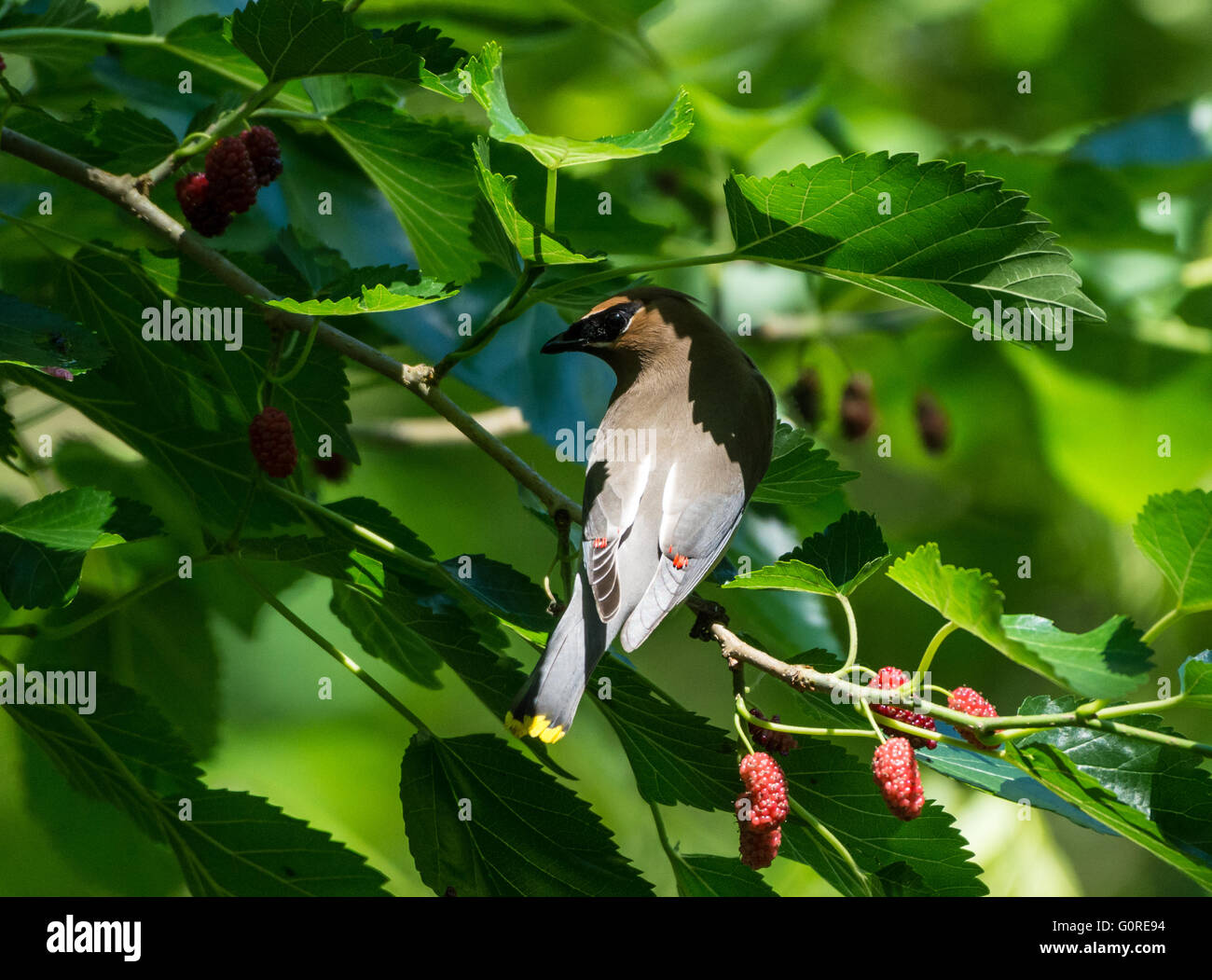 Un Jaseur d'Amérique (Bombycilla cedrorum) se nourrissant de fruits mûrier. Île haute, Texas, USA. Banque D'Images