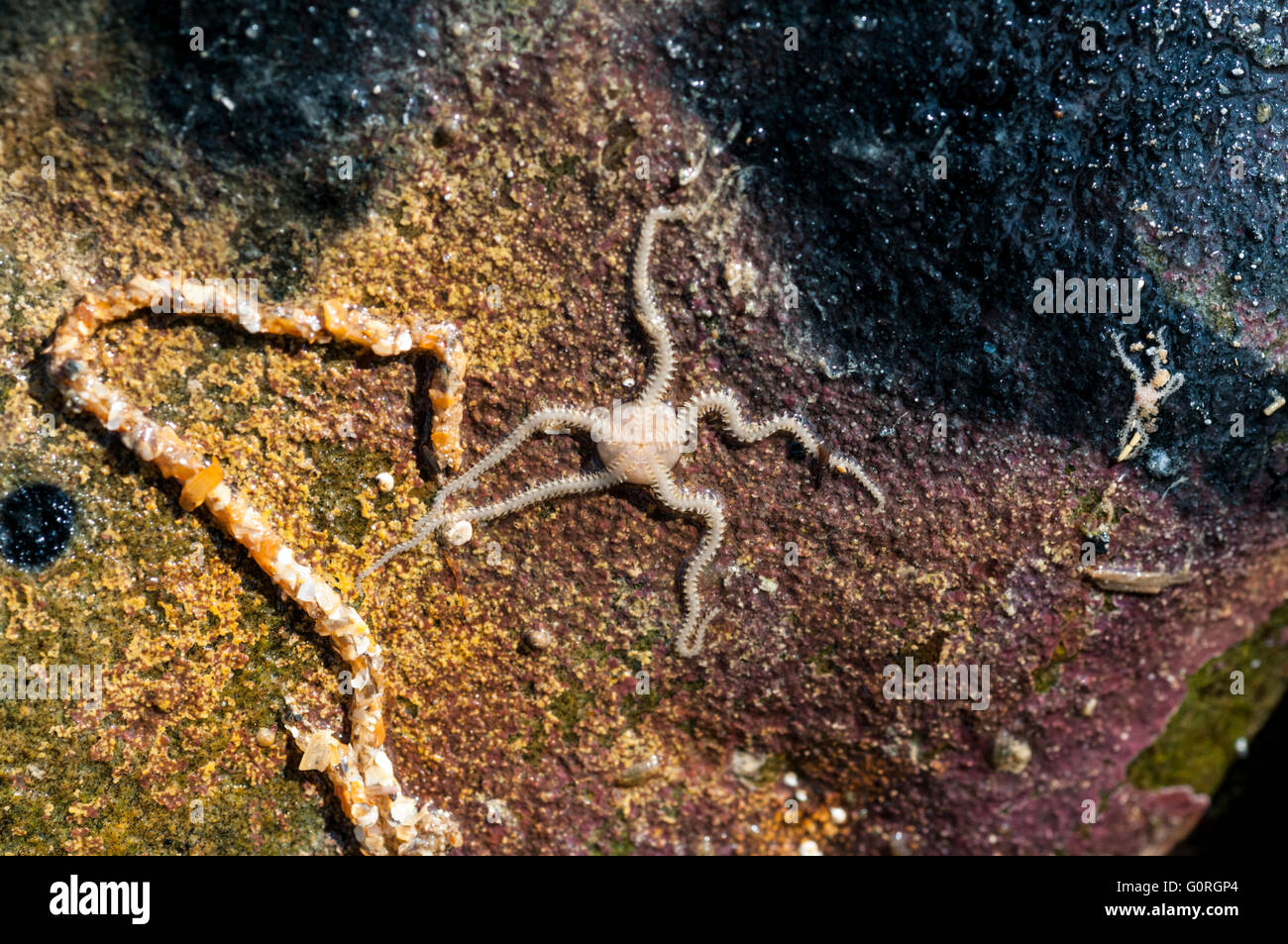 La voie orale (dessous) d'un petit brittlestar Banque D'Images