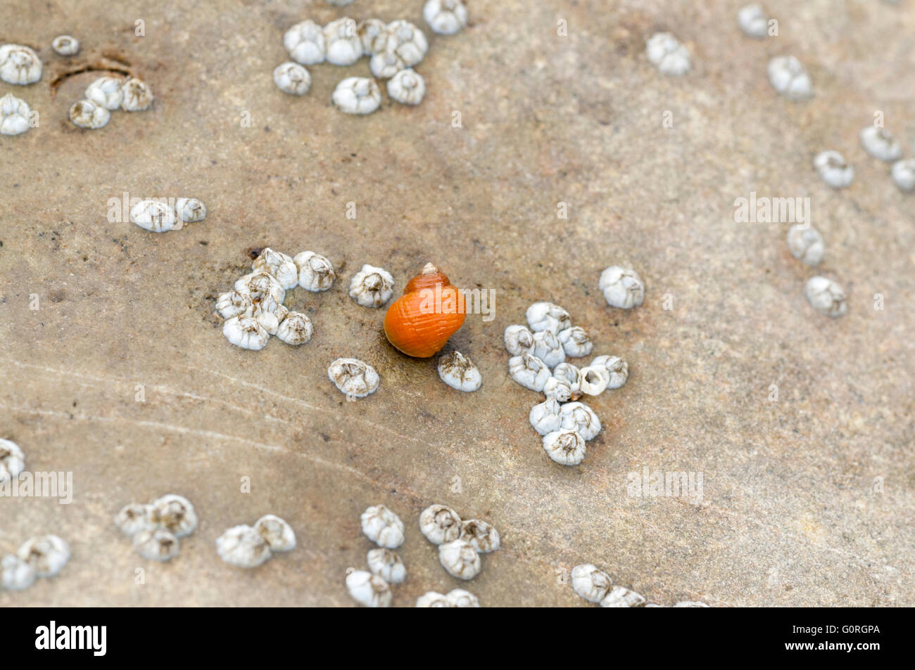 Une orange pourpre parmi quelques balanes à Hasting dans l'East Sussex Banque D'Images