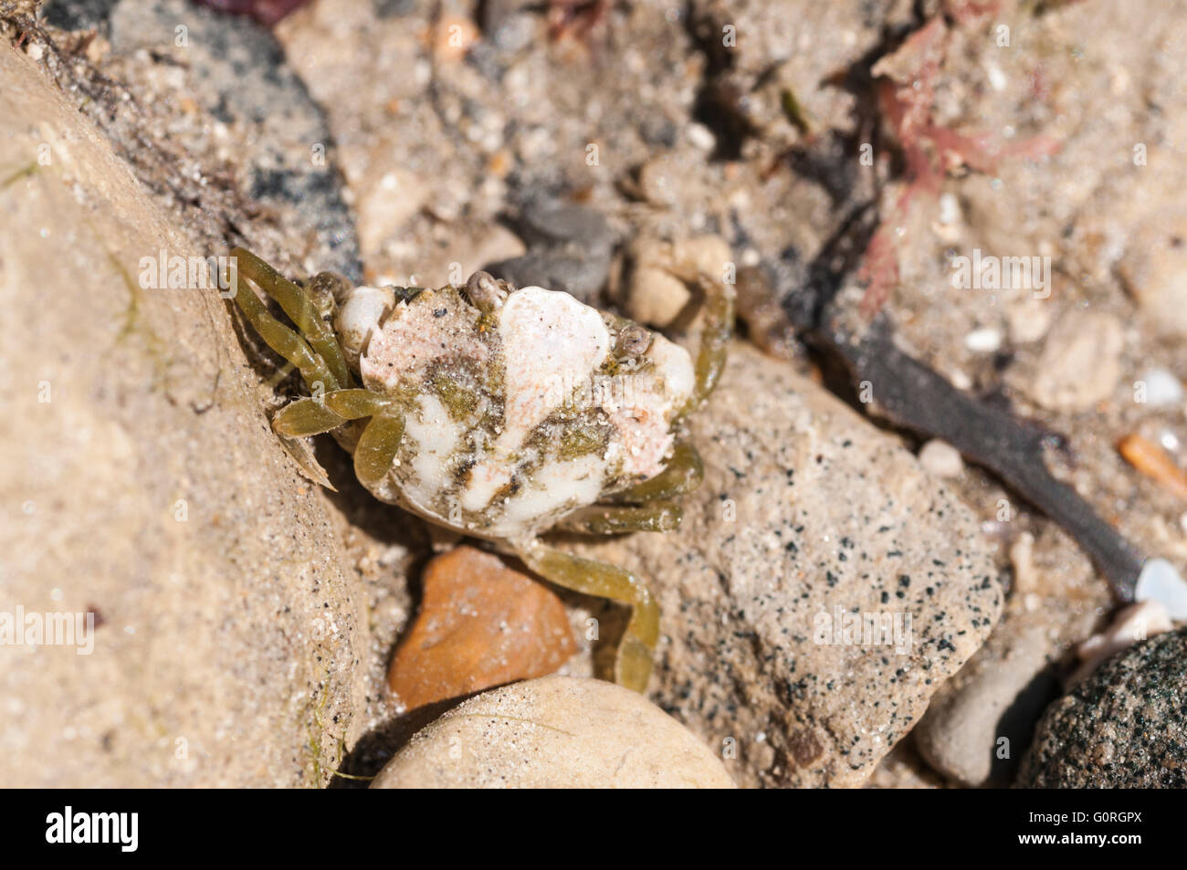 Un petit crabe juvénile Banque D'Images
