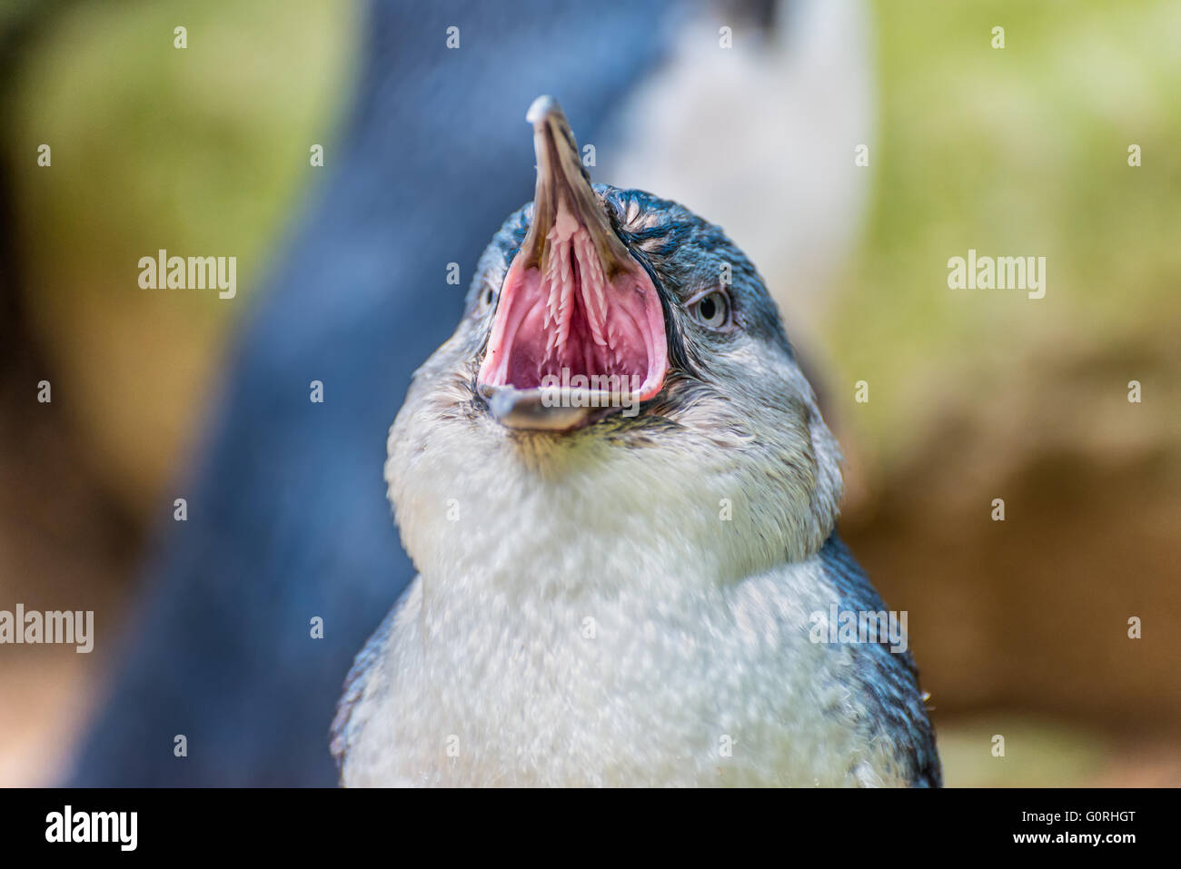 Penguin portrait avec la bouche grande ouverte Banque D'Images