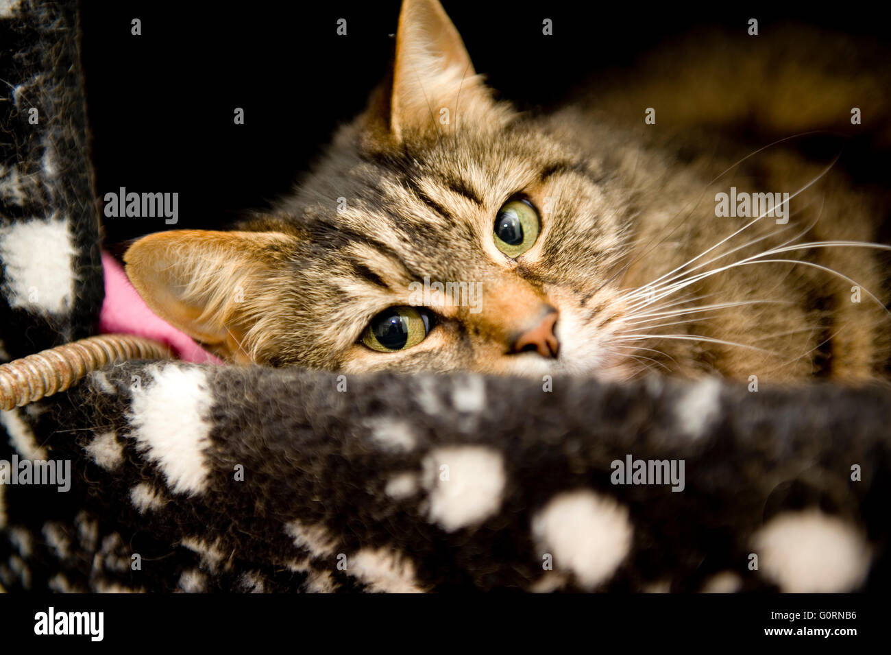 Cat dormir dans un lit de chat Banque D'Images
