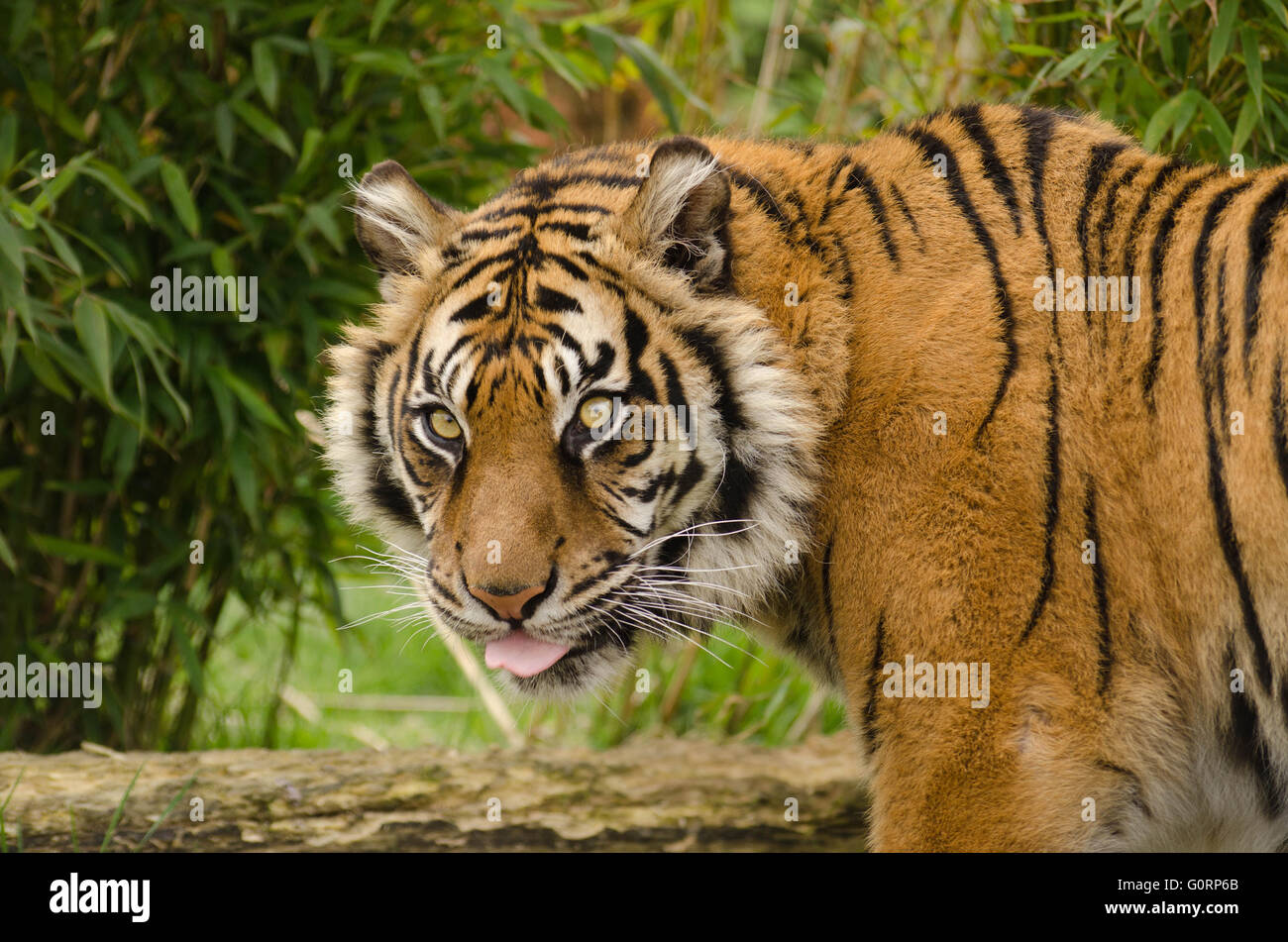 Tigre de Sumatra (Panthera tigris sumatrae) prises dans des conditions contrôlées au Wildlife Heritage Foundation North Harrow Kent Banque D'Images