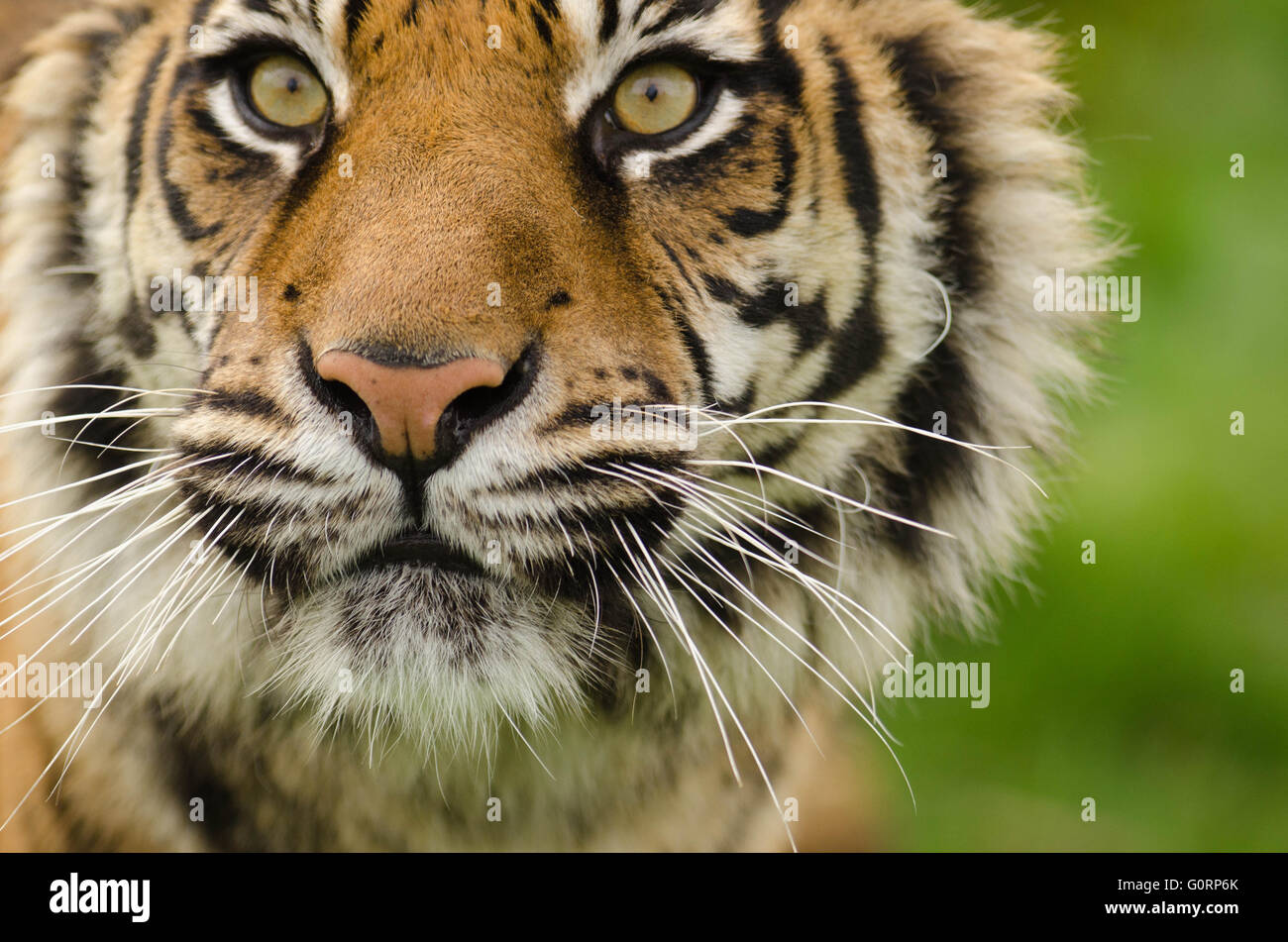 Tigre de Sumatra (Panthera tigris sumatrae) prises dans des conditions contrôlées au Wildlife Heritage Foundation North Harrow Kent Banque D'Images