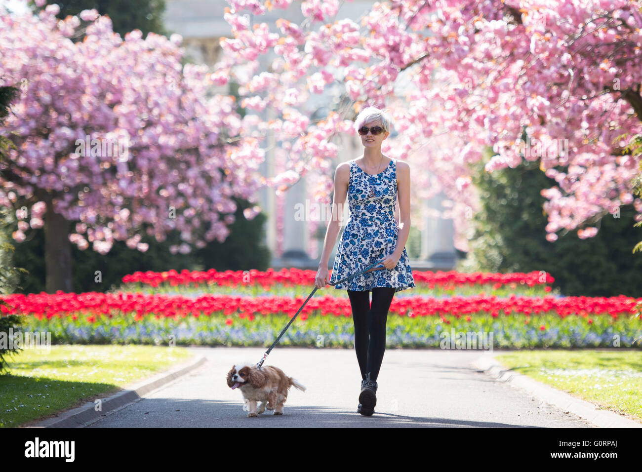 Une élève son chien promenades près de arbres fleuris rose sur une journée chaude et ensoleillée à Cardiff, Pays de Galles du sud. Banque D'Images