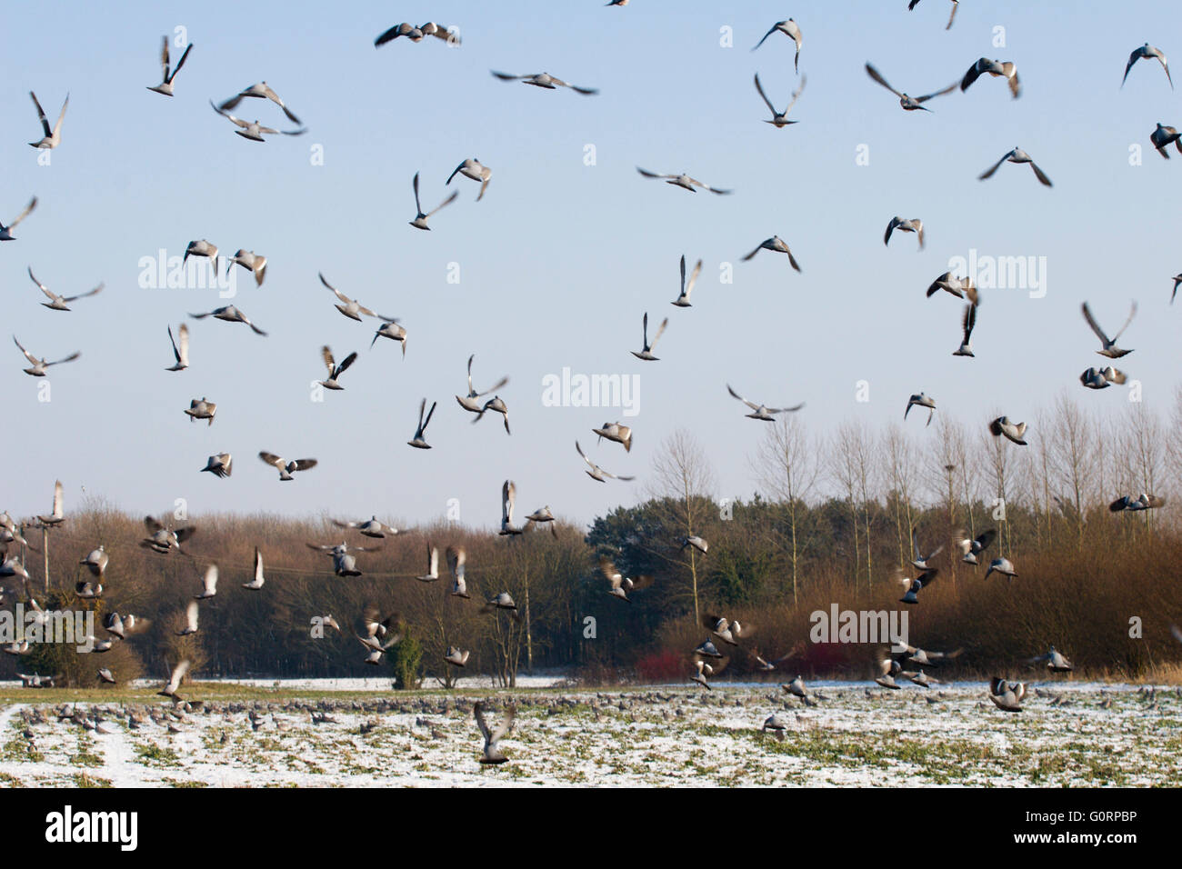 Un grand troupeau de woodpigeons battant loin de se nourrir sur un champ dans le Bedfordshire Banque D'Images