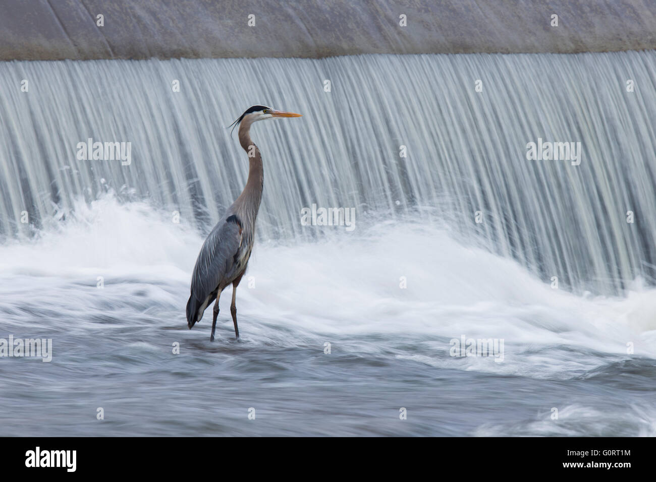 Great Grey Heron (Ardea herodias) pêche en face de cascade spectaculaire. Une longue exposition photos. Banque D'Images