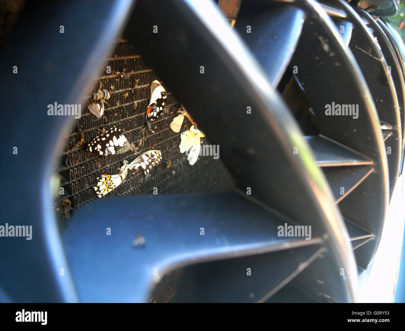 Les papillons et autres insectes reste sur grille de radiateur de 4X4 après avoir conduit dans le Kimberley, Broome, Australie occidentale. Pas de PR Banque D'Images