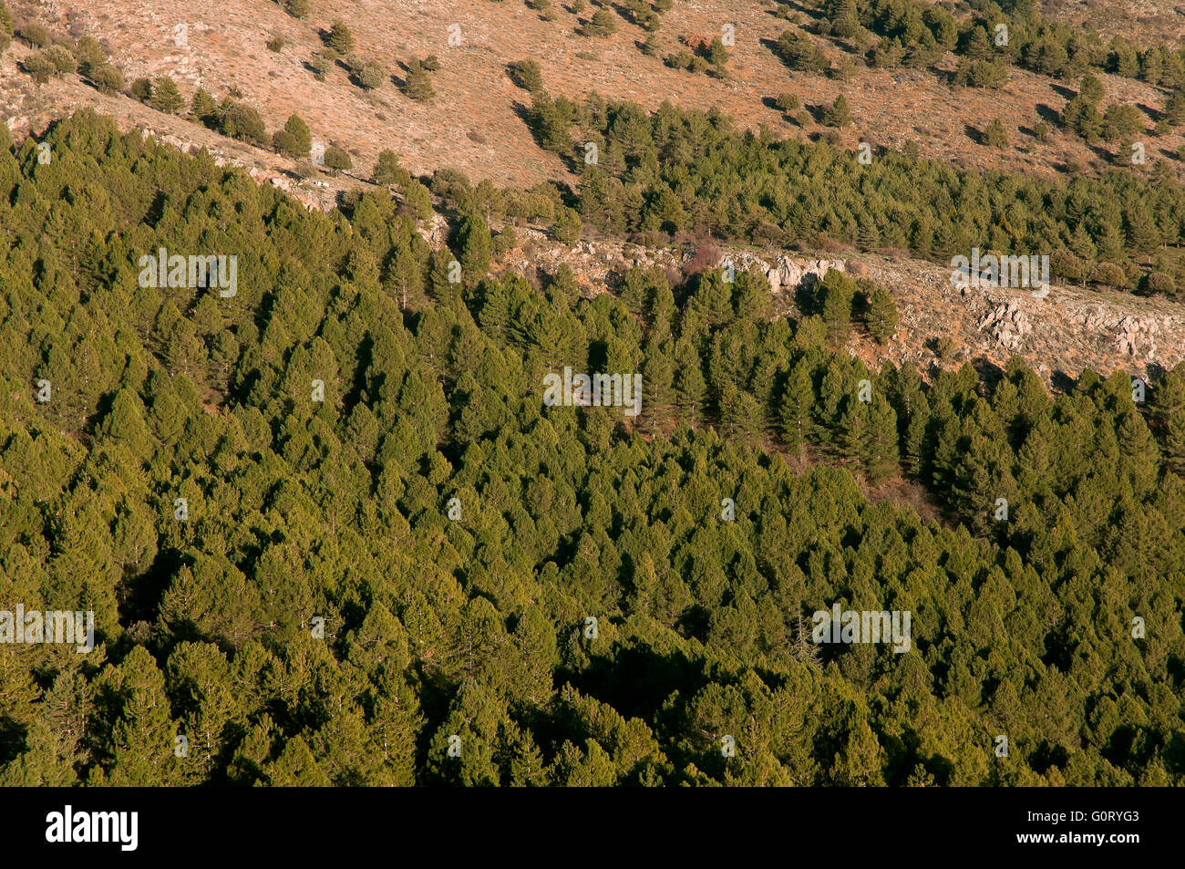 Forêt de pins, parc national de la sierra Nevada, Granada province, région d'Andalousie, Espagne, Europe Banque D'Images