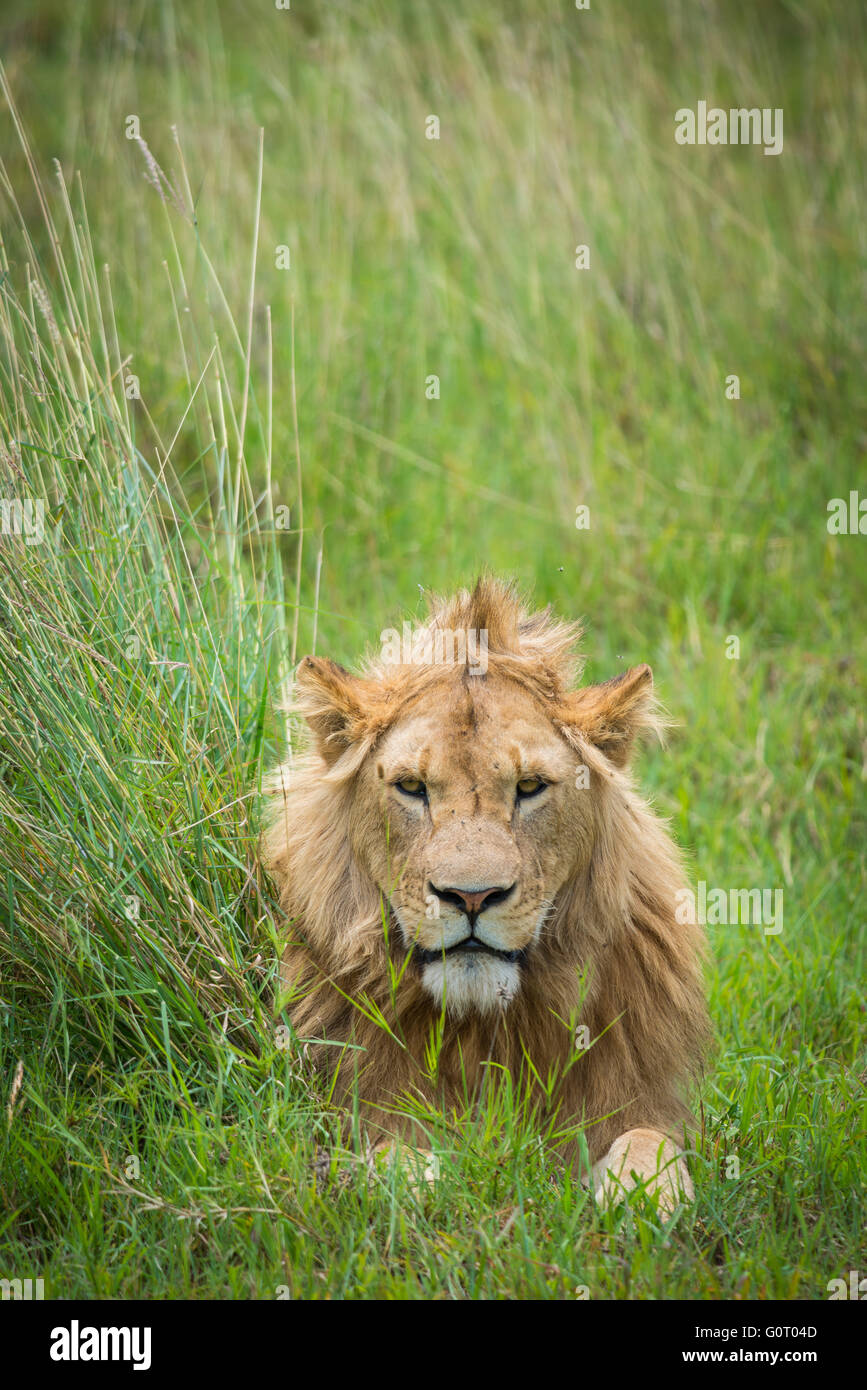 Un jeune lion mâle sauvage dans la région fertile de graminées le cratère du Ngorongoro Conservation Area en Tanzanie, Afrique de l'Est Banque D'Images