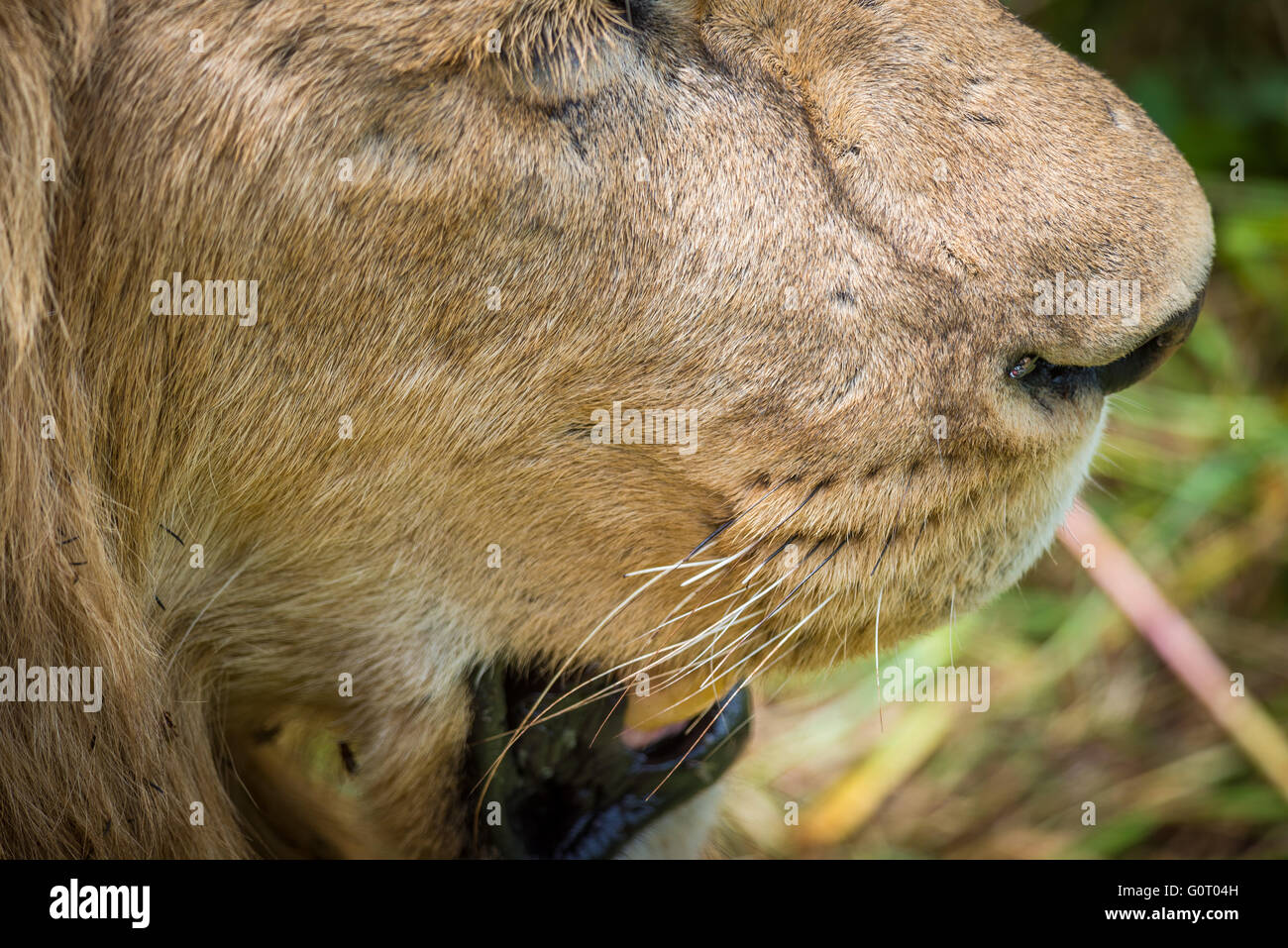 Un jeune lion mâle sauvage dans la région fertile de graminées le cratère du Ngorongoro Conservation Area en Tanzanie, Afrique de l'Est Banque D'Images