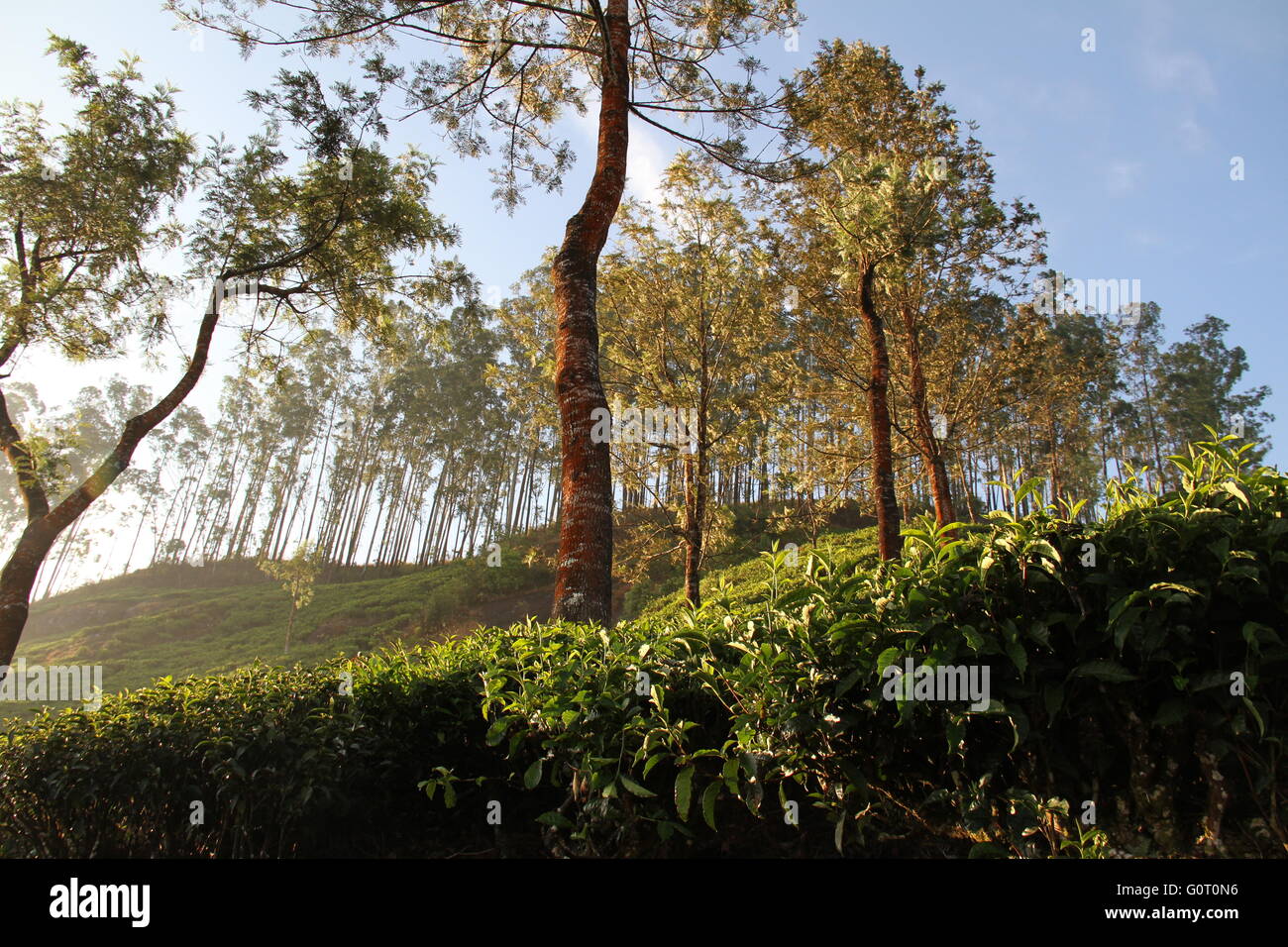 Cette photo a été prise tôt le matin. C'est la plantation de thé de Munnar (région du Kerala en Inde). Banque D'Images