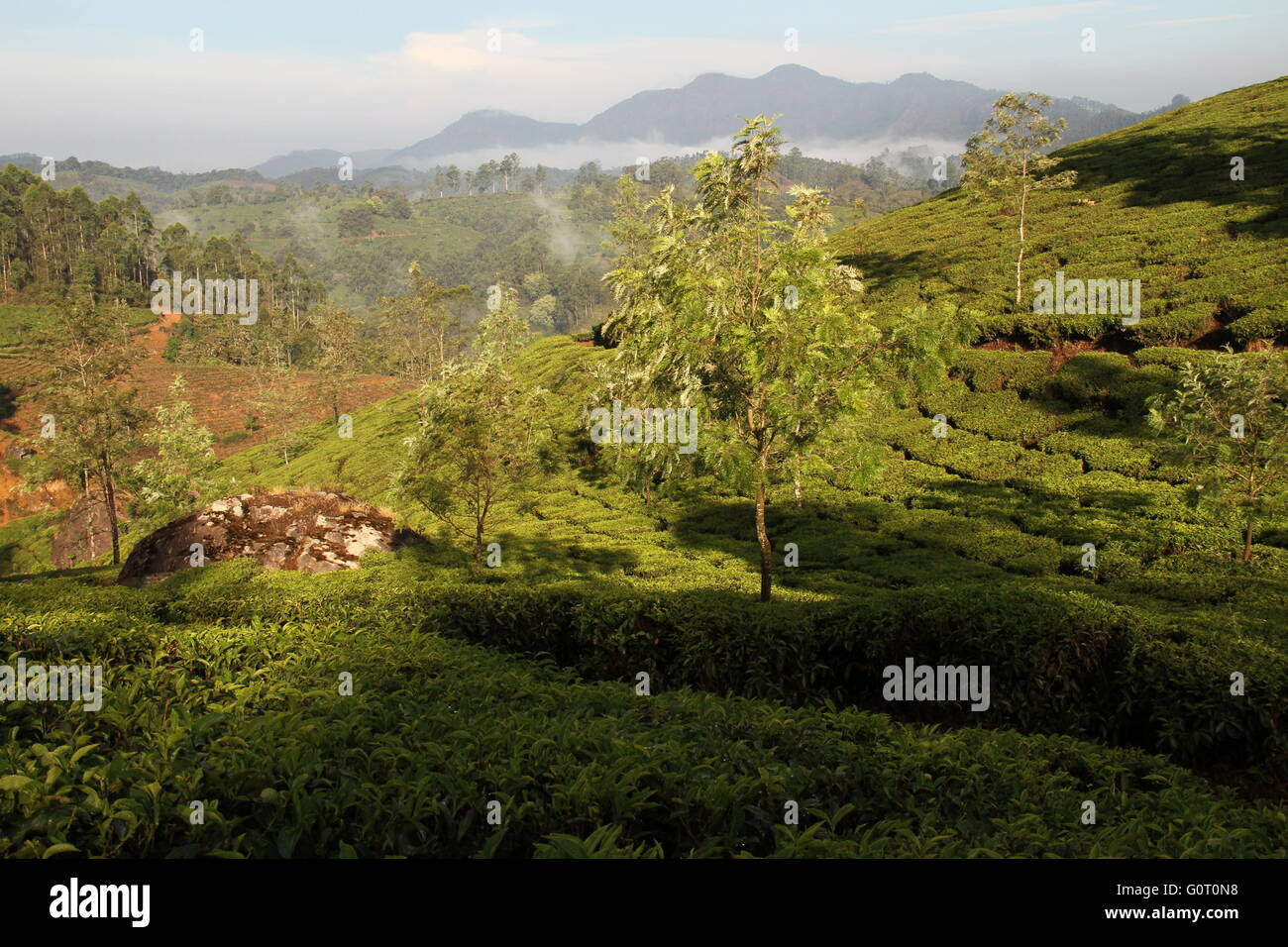 Cette photo a été prise tôt le matin. C'est la plantation de thé de Munnar (région du Kerala en Inde). Banque D'Images
