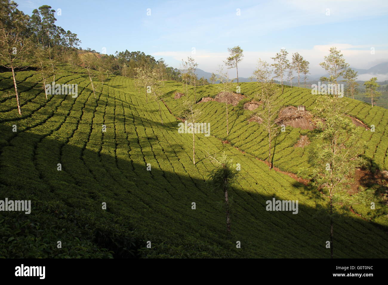 Cette photo a été prise tôt le matin. C'est la plantation de thé de Munnar (région du Kerala en Inde). Banque D'Images