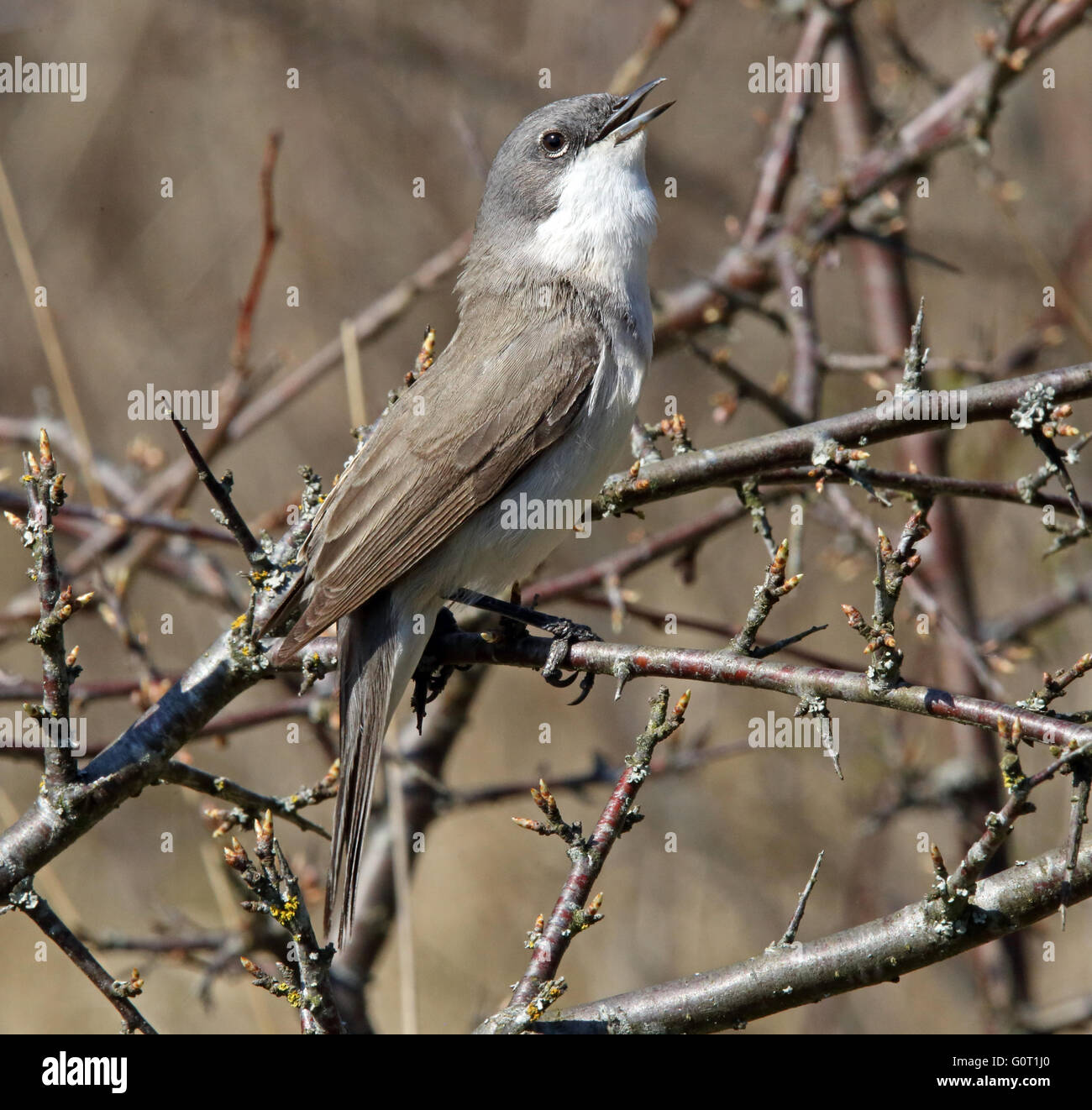 Fauvette grisette (Sylvia curruca moindre) Banque D'Images