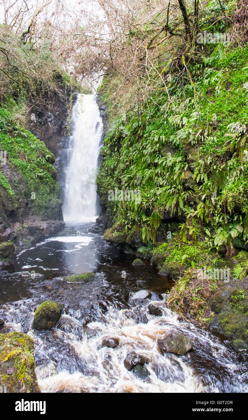 Cranny Falls, près de Carnlough, Antrim, en Irlande du Nord Banque D'Images