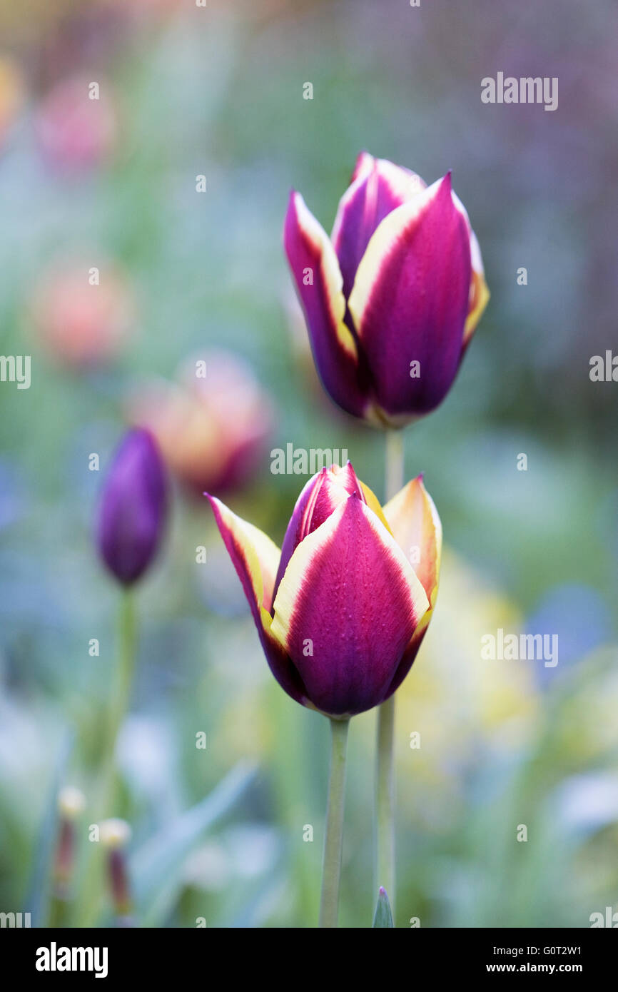 Tulipa 'Gavota'. Tulipe dans un jardin de printemps. Banque D'Images