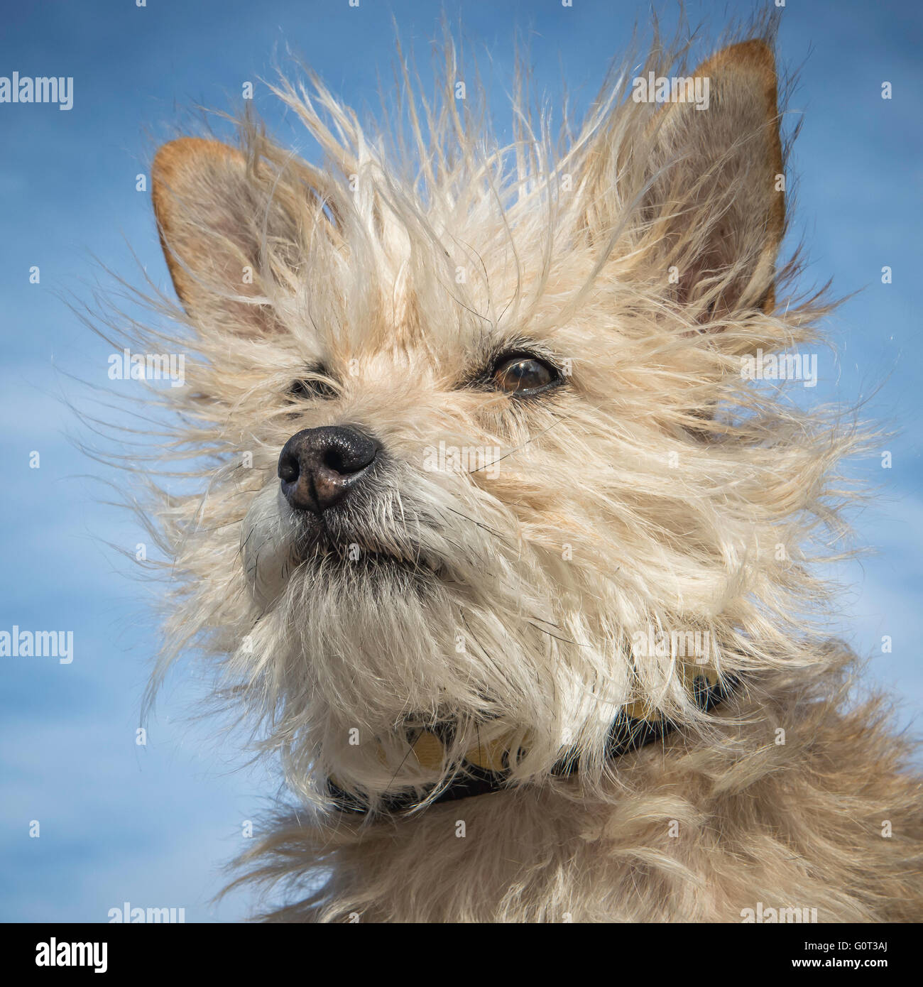 Petit chien blanc, portrait, poodle-chihuahua schnauzer-mix, race mélangée Banque D'Images