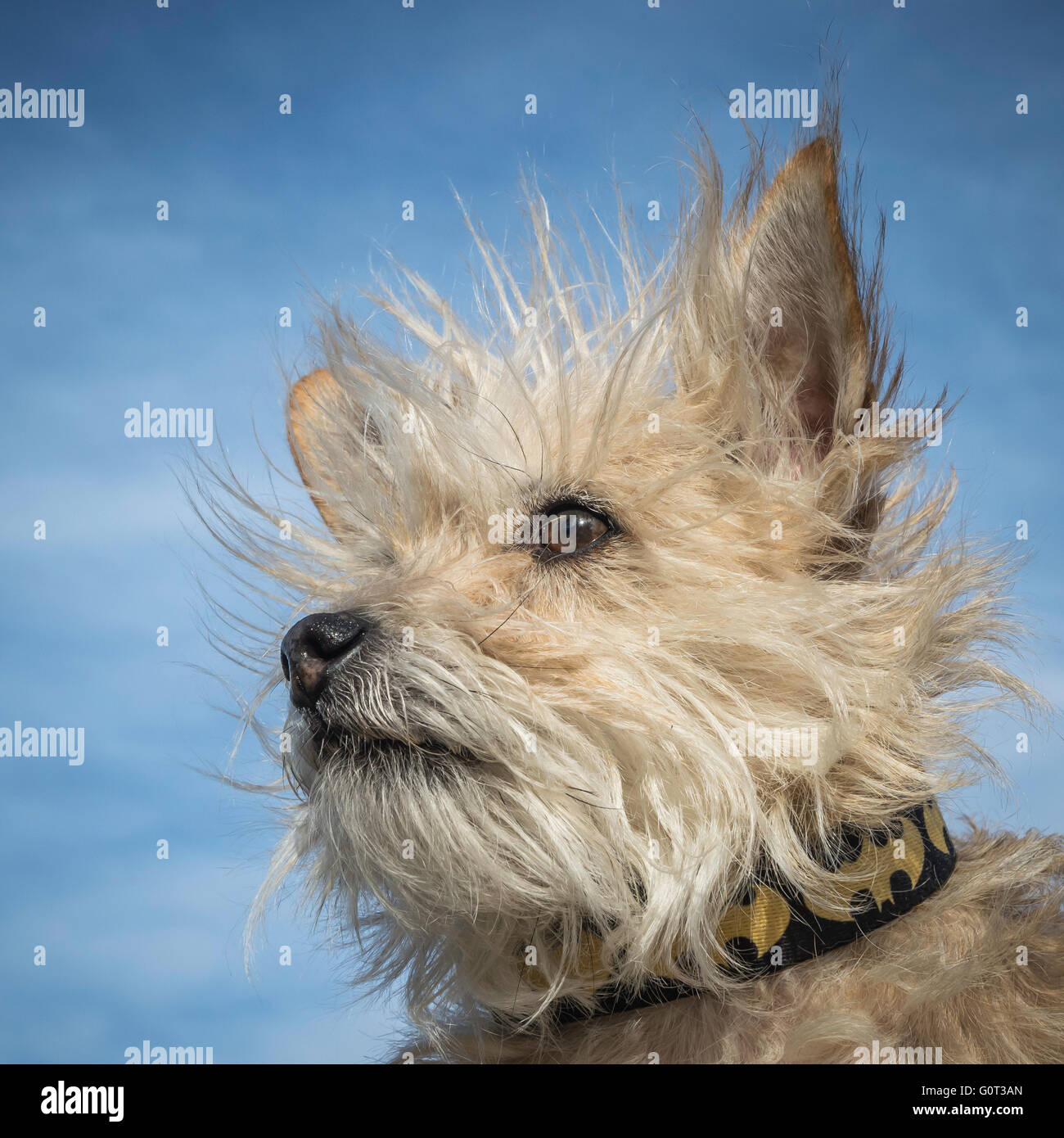 Petit chien blanc, portrait, poodle-chihuahua schnauzer-mix, race mélangée Banque D'Images