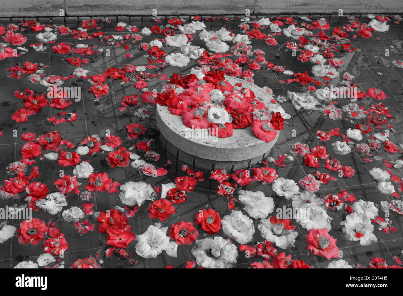 Fleurs de camélia flottant dans un bassin d'eau. Photo prise avec l'appareil photo en mode niveaux de gris, couleur partielle : rouge. Banque D'Images