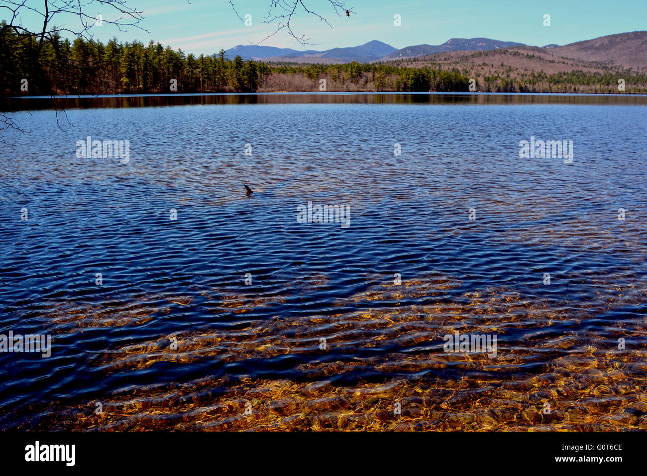 L'eau claire au bord du lac Banque D'Images