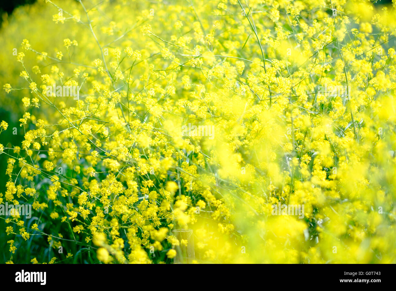 Les fleurs de colza en fleur jaune Banque D'Images Les fleurs de colza en fleur jaune Banque D'Images