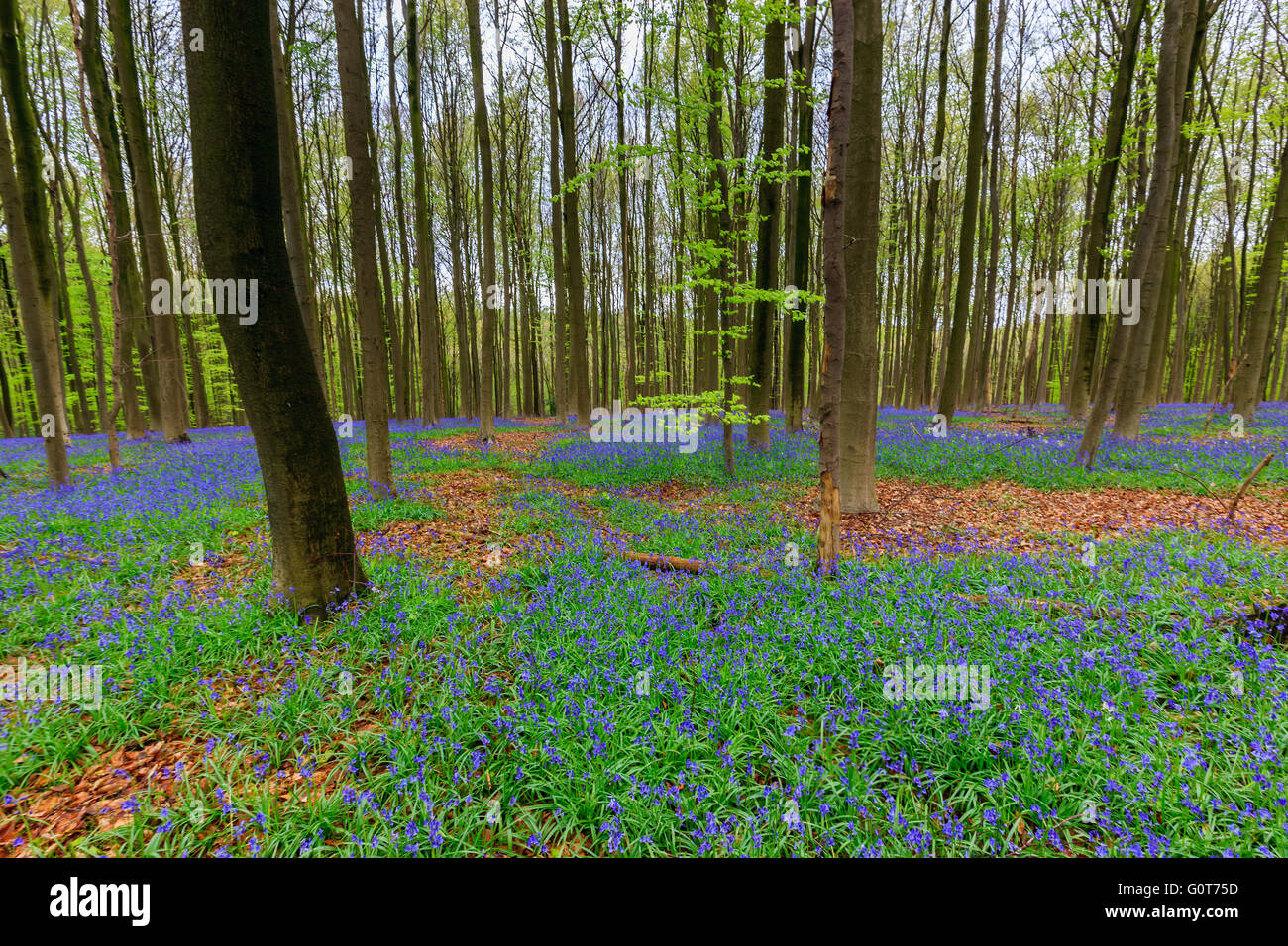 Jacinthes sauvages dans la Hallerbos près de Halle, Belgique Banque D'Images