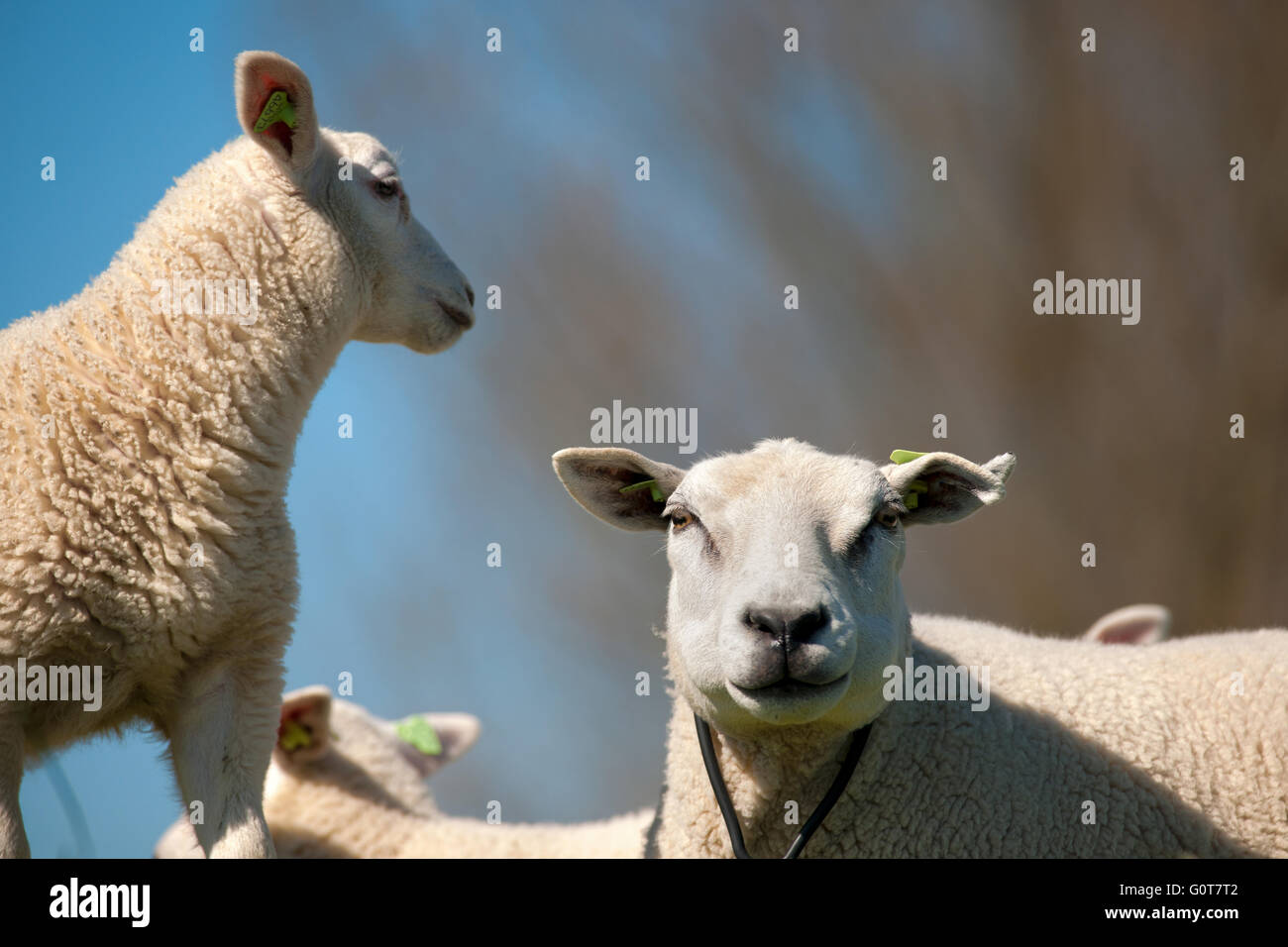 Jeunes et vieux les moutons au printemps dans un pré aux Pays-Bas Banque D'Images