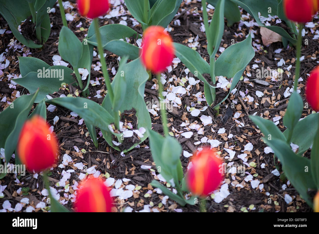 WASHINGTON, D.C. (États-Unis) — Une exposition vibrante de tulipes en pleine floraison à la Floral Library près du Tidal Basin à Washington, D.C. ce jardin saisonnier, entretenu par le National Park Service, présente un éventail coloré de fleurs printanières, ajoutant aux célèbres attractions de la ville en fleurs de cerisier. Banque D'Images