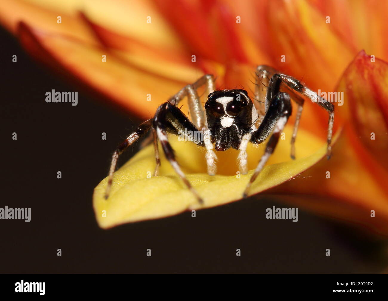 Le noir et blanc de la famille des gradungulidae debout sur le bord d'un pétale de chrystathemum jaune-orange. Banque D'Images