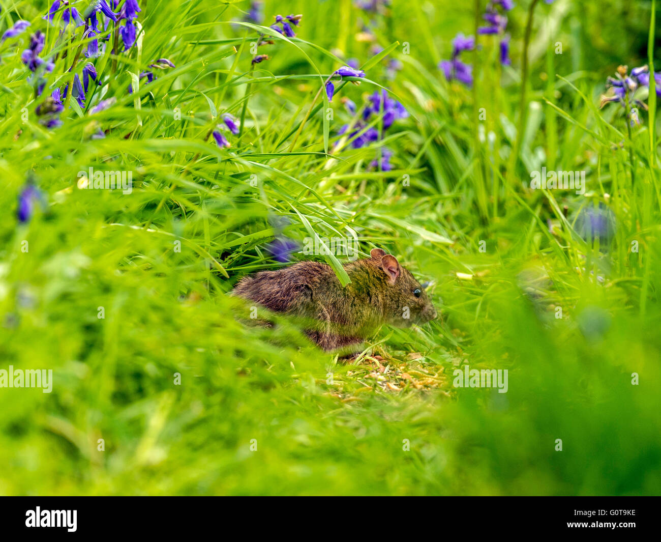 Timide ou souris bois rongeurs muridés (Apodemus sylvaticus) parmi les jacinthes dans l'herbe verte en décor boisé. Banque D'Images